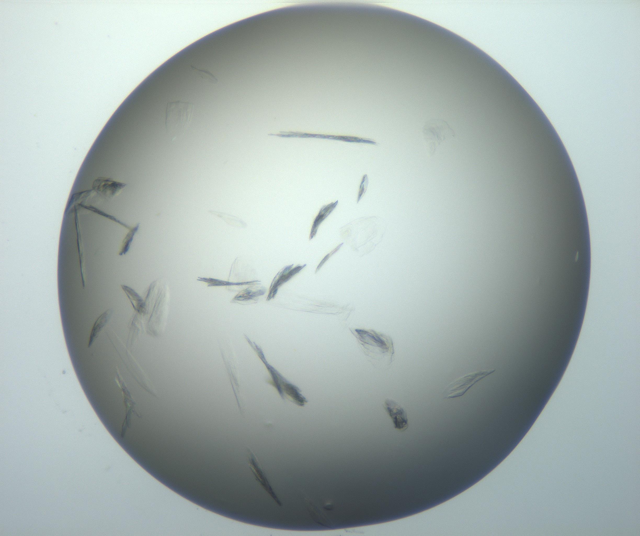 RI01_03_000_0212_Proj1_Clon1_MC_0000MC102886_007_161107_01_08_01_00_99_002_001_RAI.jpg