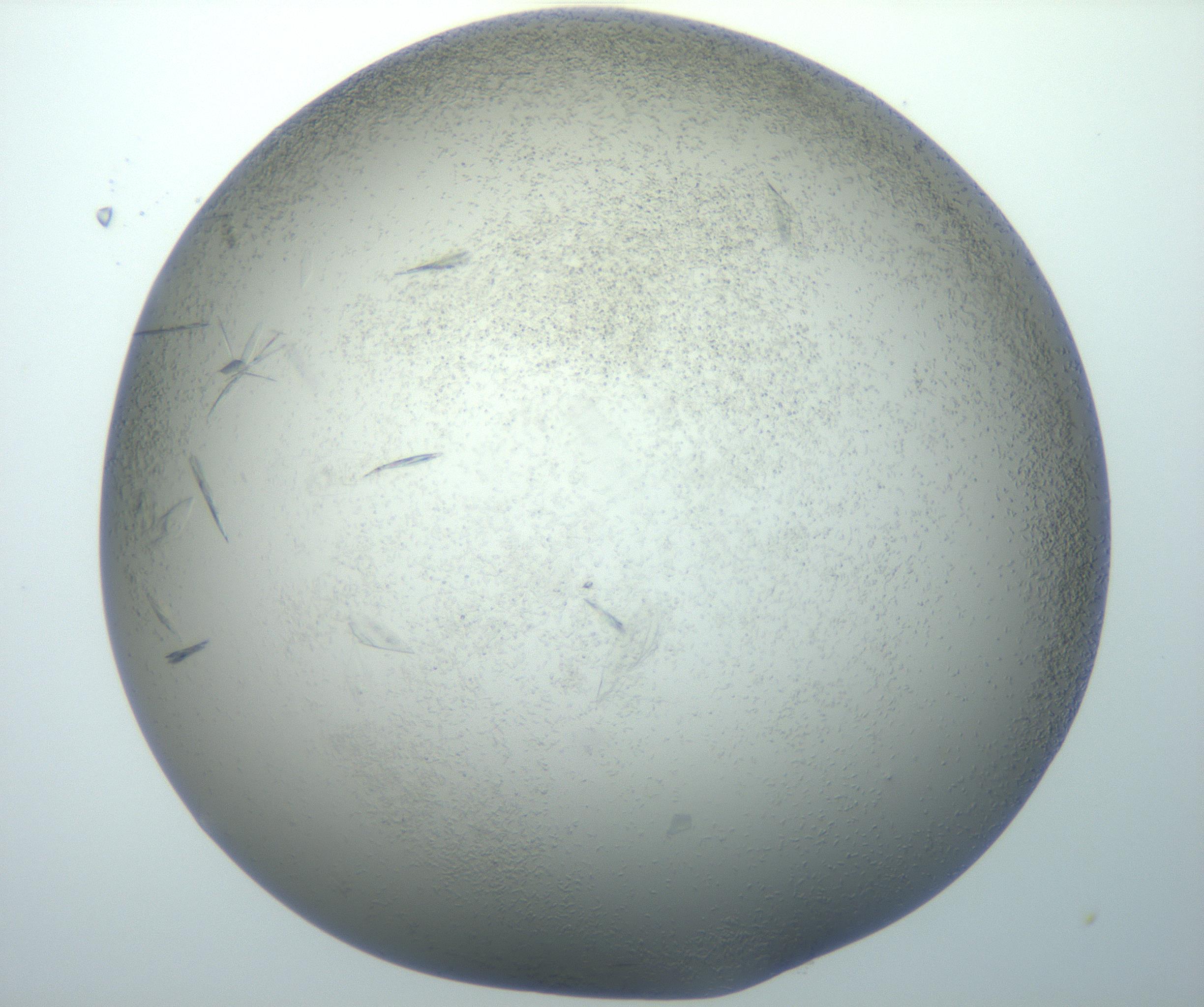 RI01_03_000_0212_Proj1_Clon1_MC_0000MC102886_007_161107_01_08_02_00_99_002_001_RAI.jpg