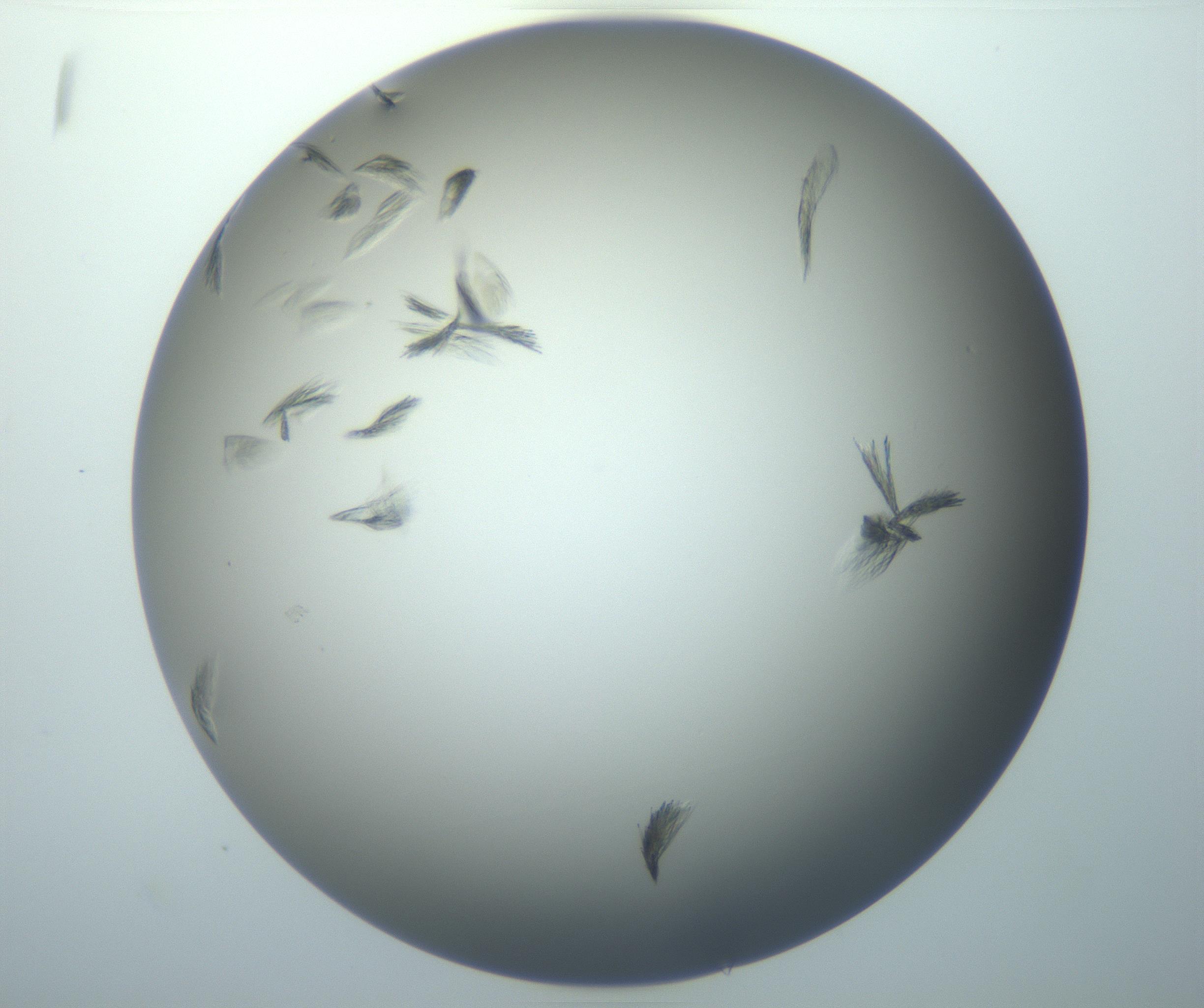 RI01_03_000_0212_Proj1_Clon1_MC_0000MC102886_007_161107_02_02_01_00_99_002_001_RAI.jpg