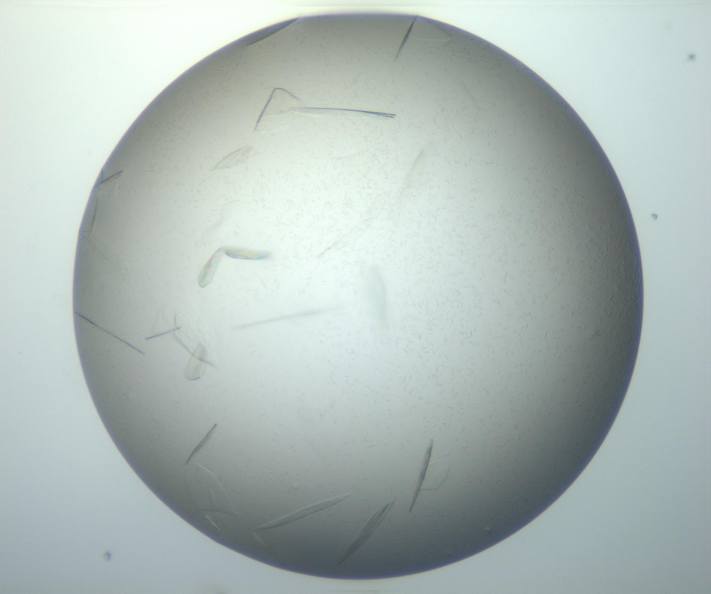 RI01_03_000_0212_Proj1_Clon1_MC_0000MC102886_007_161107_02_03_01_00_99_002_001_RAI.jpg
