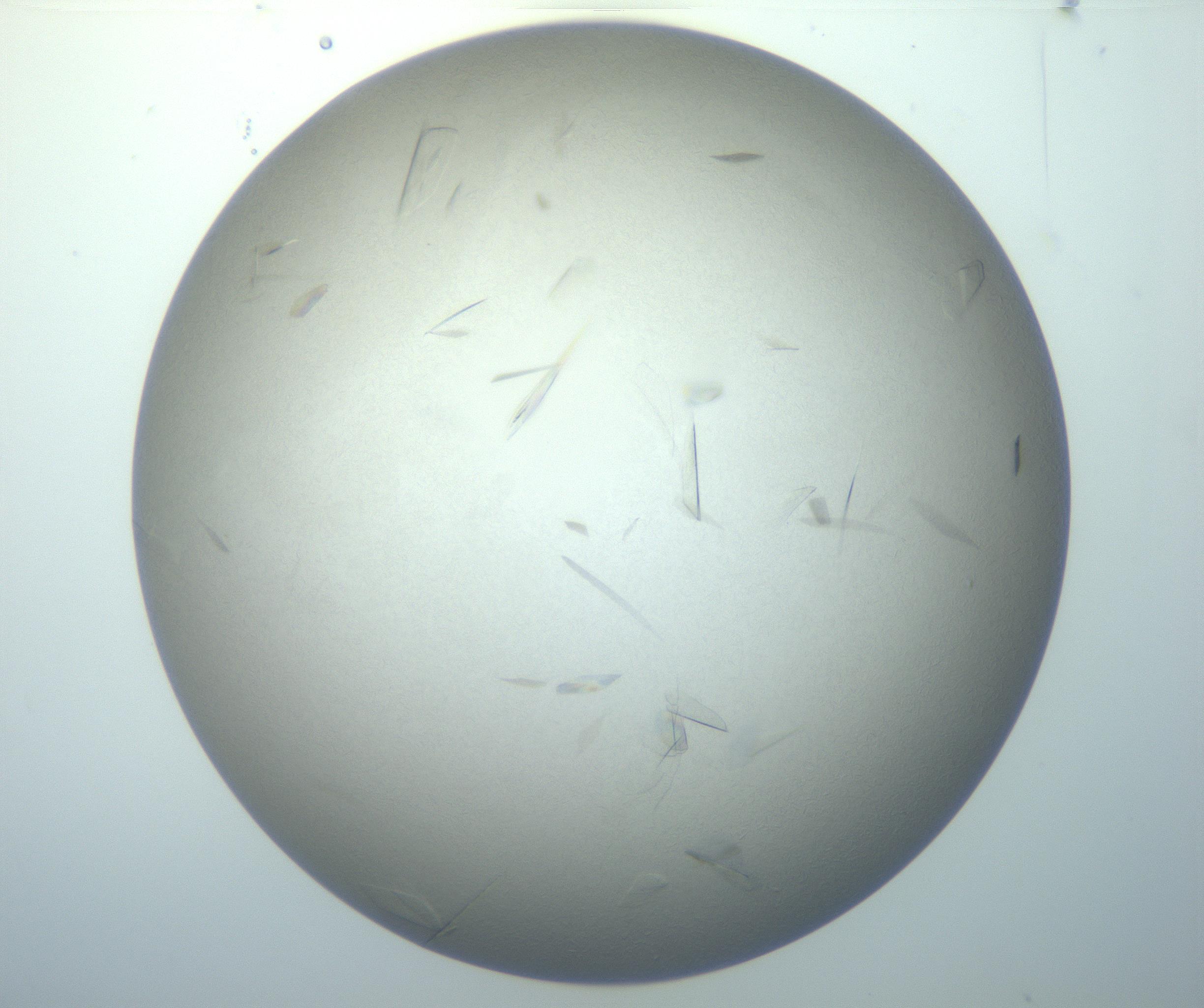 RI01_03_000_0212_Proj1_Clon1_MC_0000MC102886_007_161107_02_03_02_00_99_002_001_RAI.jpg