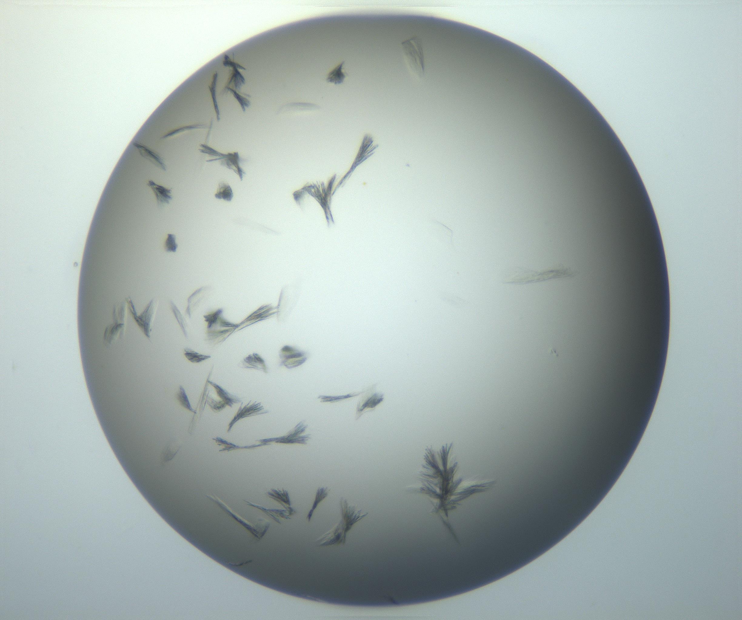 RI01_03_000_0212_Proj1_Clon1_MC_0000MC102886_007_161107_02_04_01_00_99_002_001_RAI.jpg