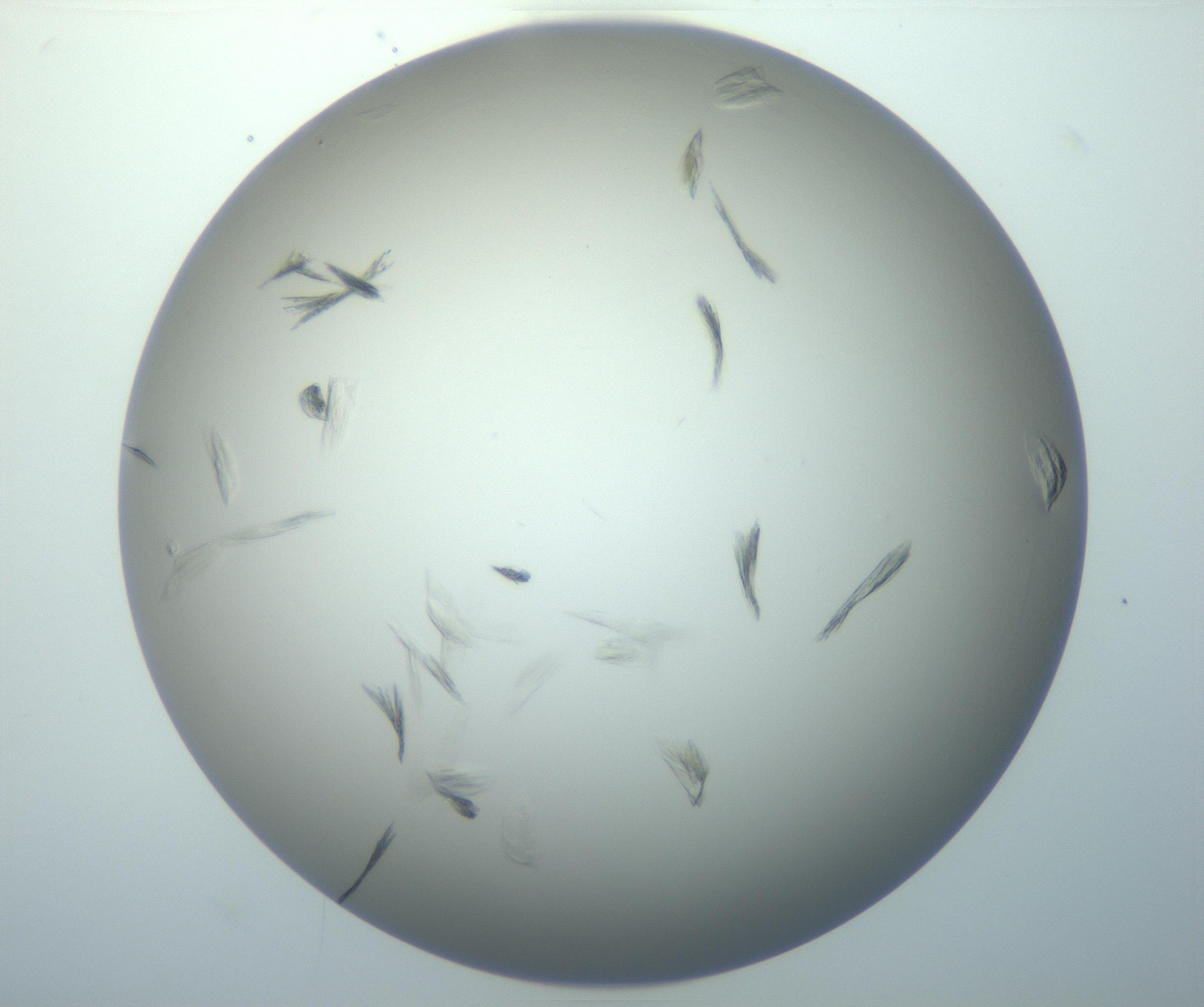 RI01_03_000_0212_Proj1_Clon1_MC_0000MC102886_007_161107_02_05_02_00_99_002_001_RAI.jpg