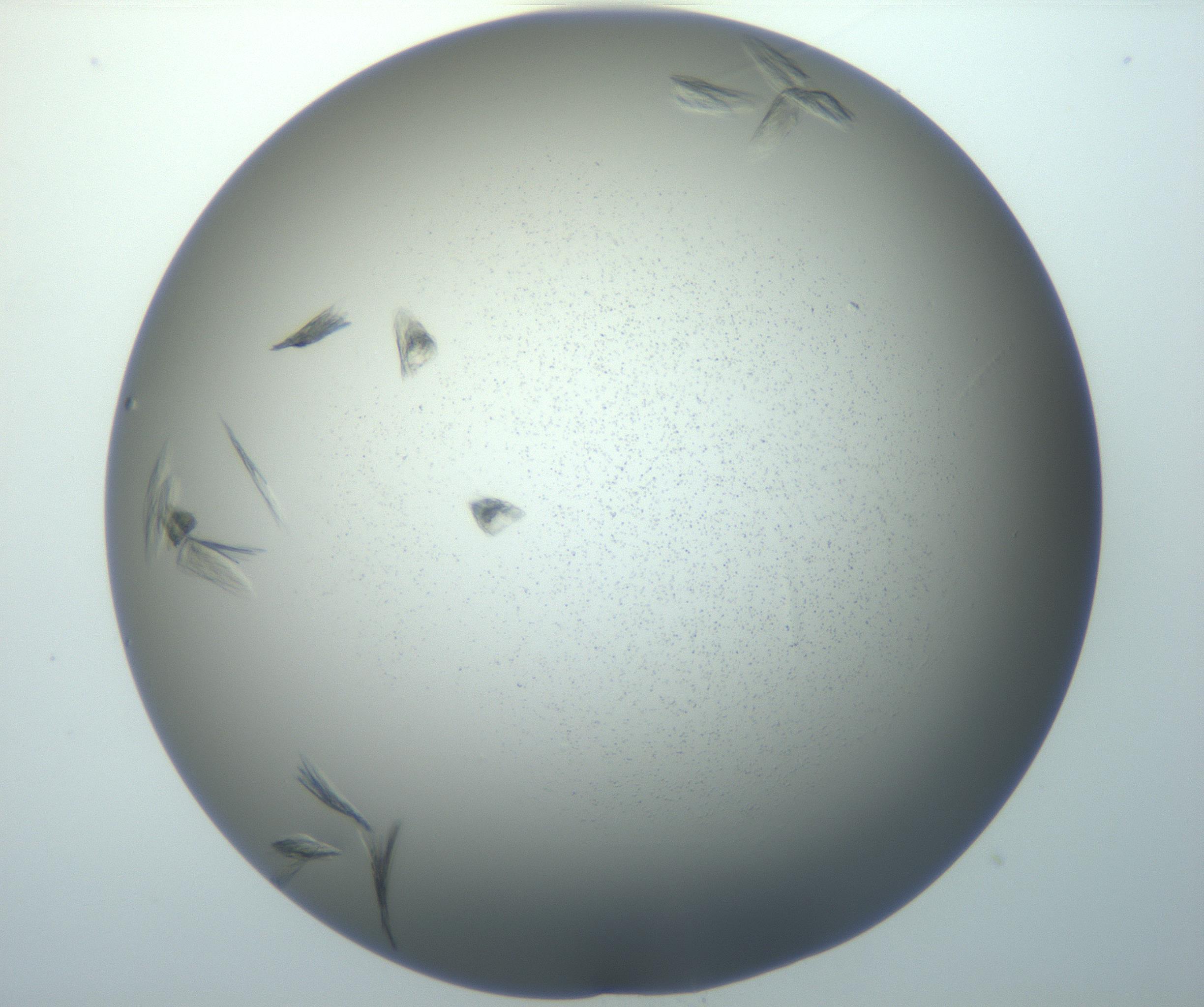 RI01_03_000_0212_Proj1_Clon1_MC_0000MC102886_007_161107_02_06_01_00_99_002_001_RAI.jpg
