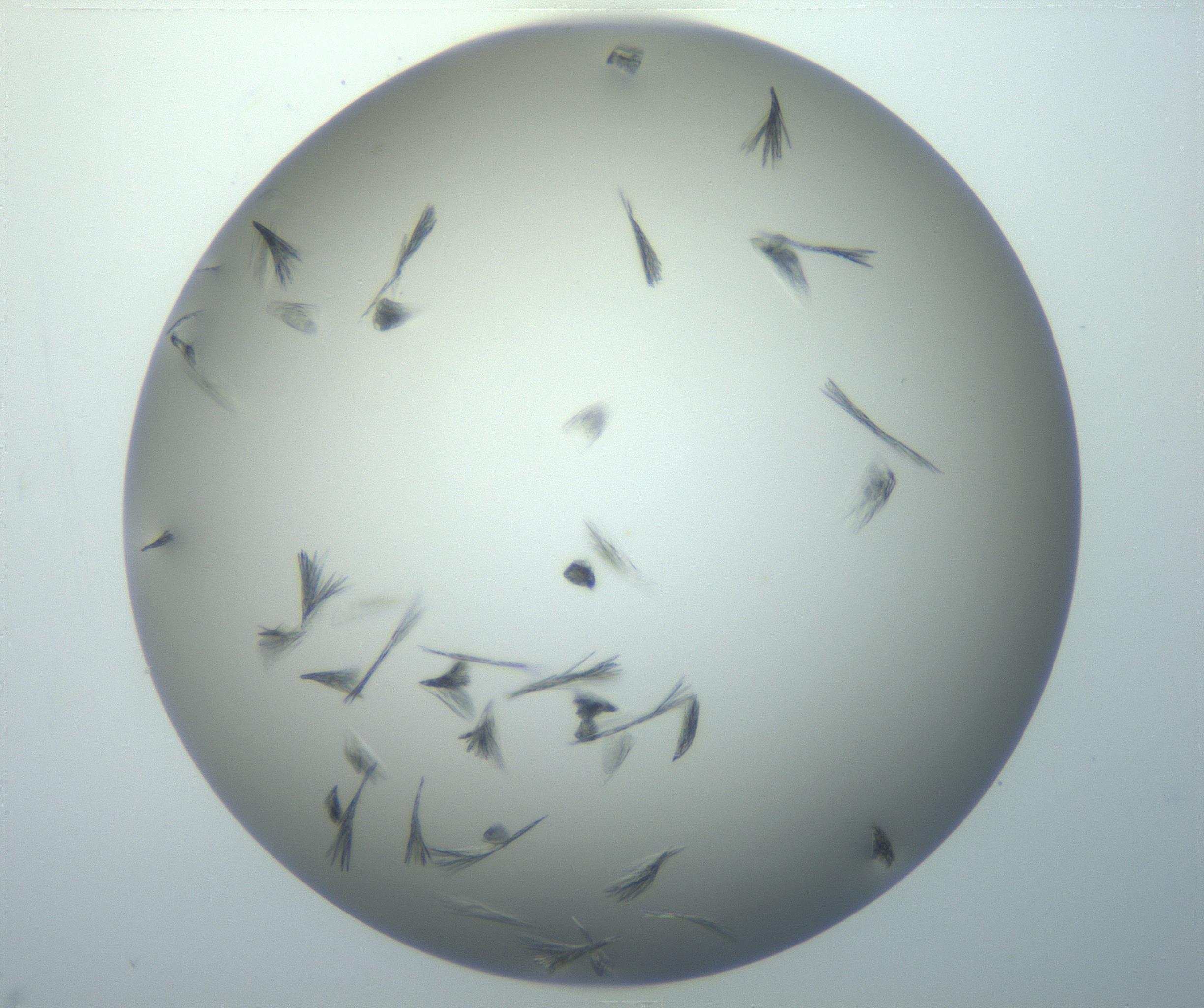 RI01_03_000_0212_Proj1_Clon1_MC_0000MC102886_007_161107_02_06_02_00_99_002_001_RAI.jpg