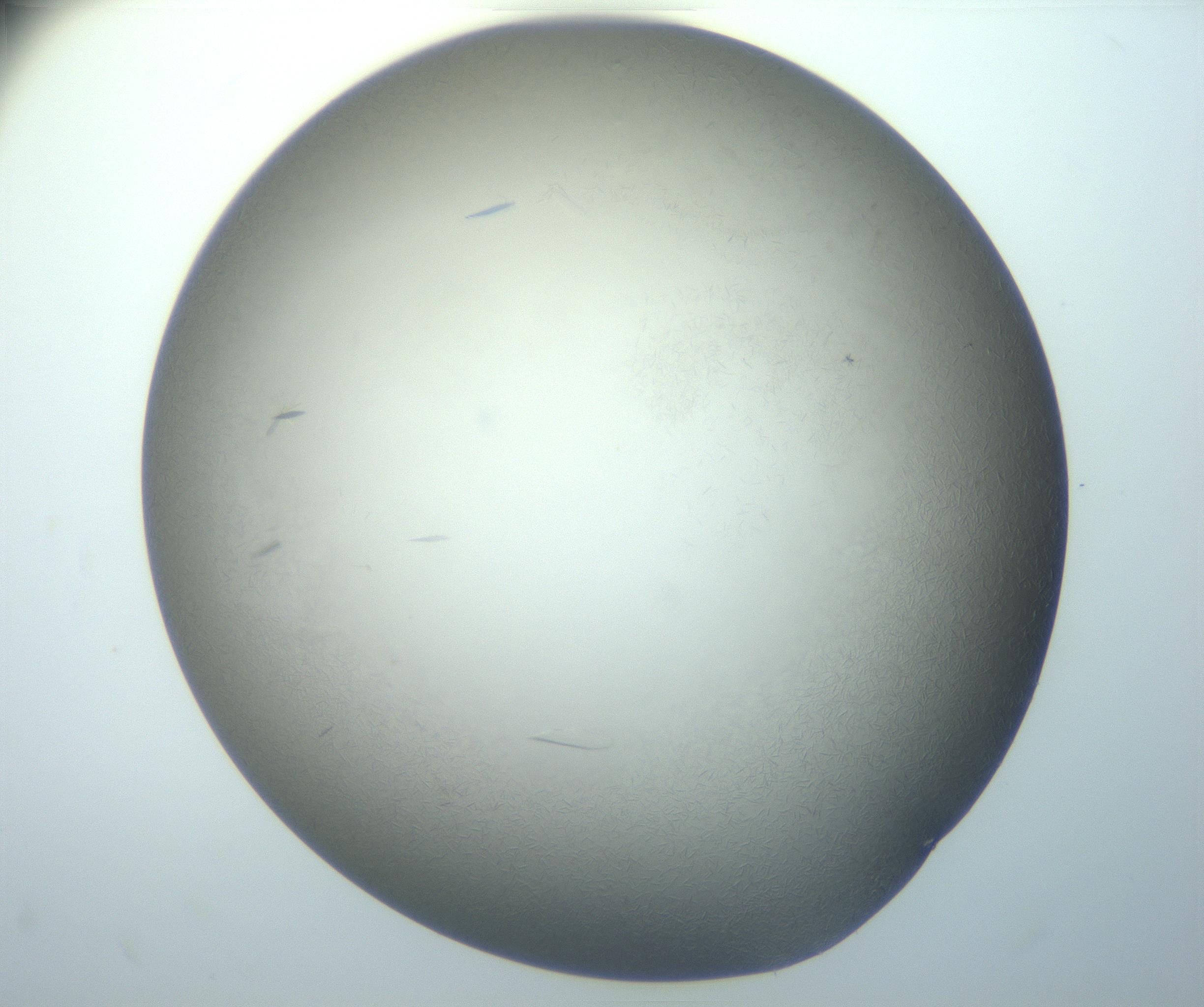 RI01_03_000_0212_Proj1_Clon1_MC_0000MC102886_007_161107_02_07_02_00_99_002_001_RAI.jpg