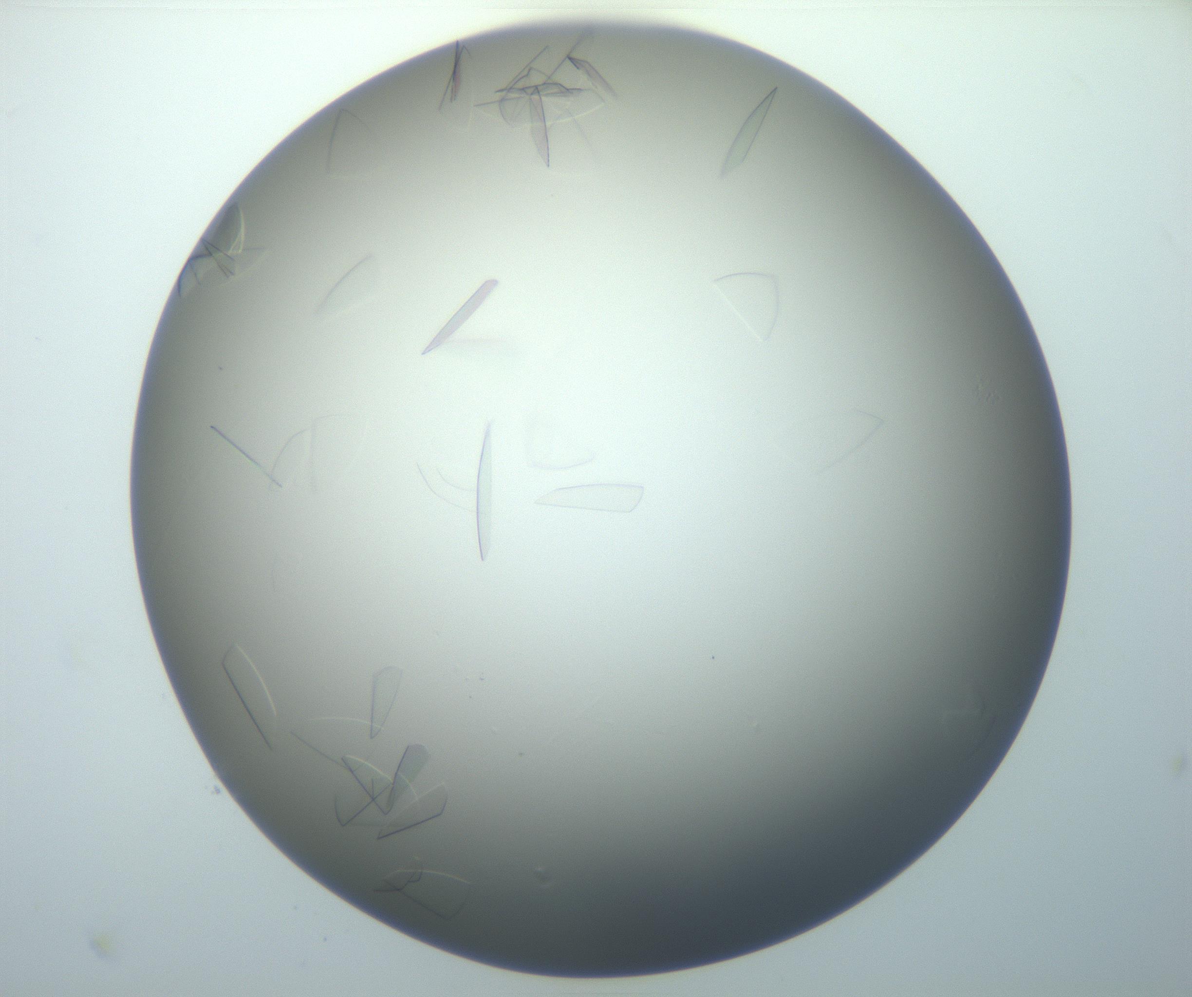 RI01_03_000_0212_Proj1_Clon1_MC_0000MC102886_007_161107_02_08_01_00_99_002_001_RAI.jpg