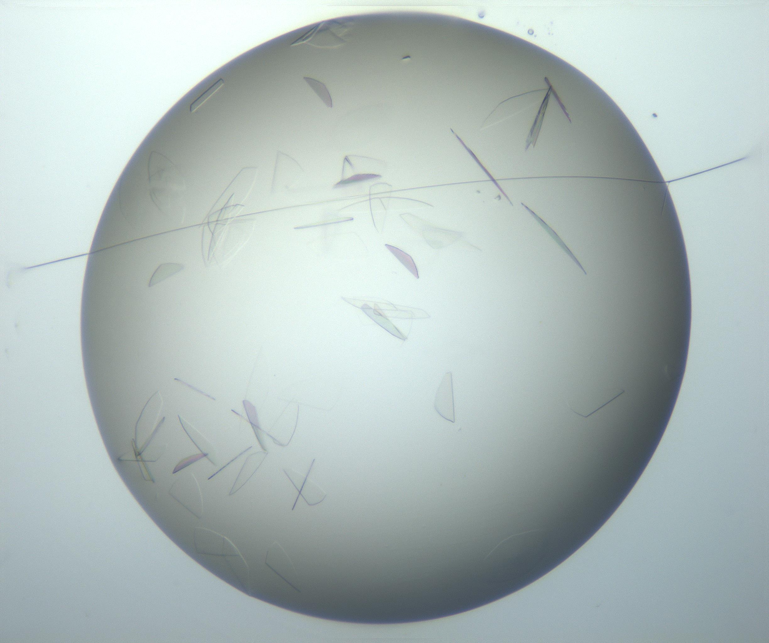 RI01_03_000_0212_Proj1_Clon1_MC_0000MC102886_007_161107_03_01_01_00_99_002_001_RAI.jpg