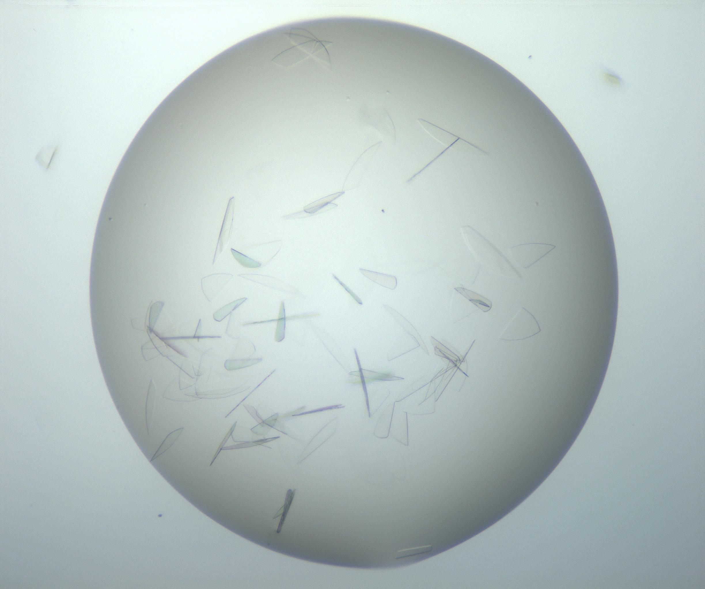 RI01_03_000_0212_Proj1_Clon1_MC_0000MC102886_007_161107_03_01_02_00_99_002_001_RAI.jpg