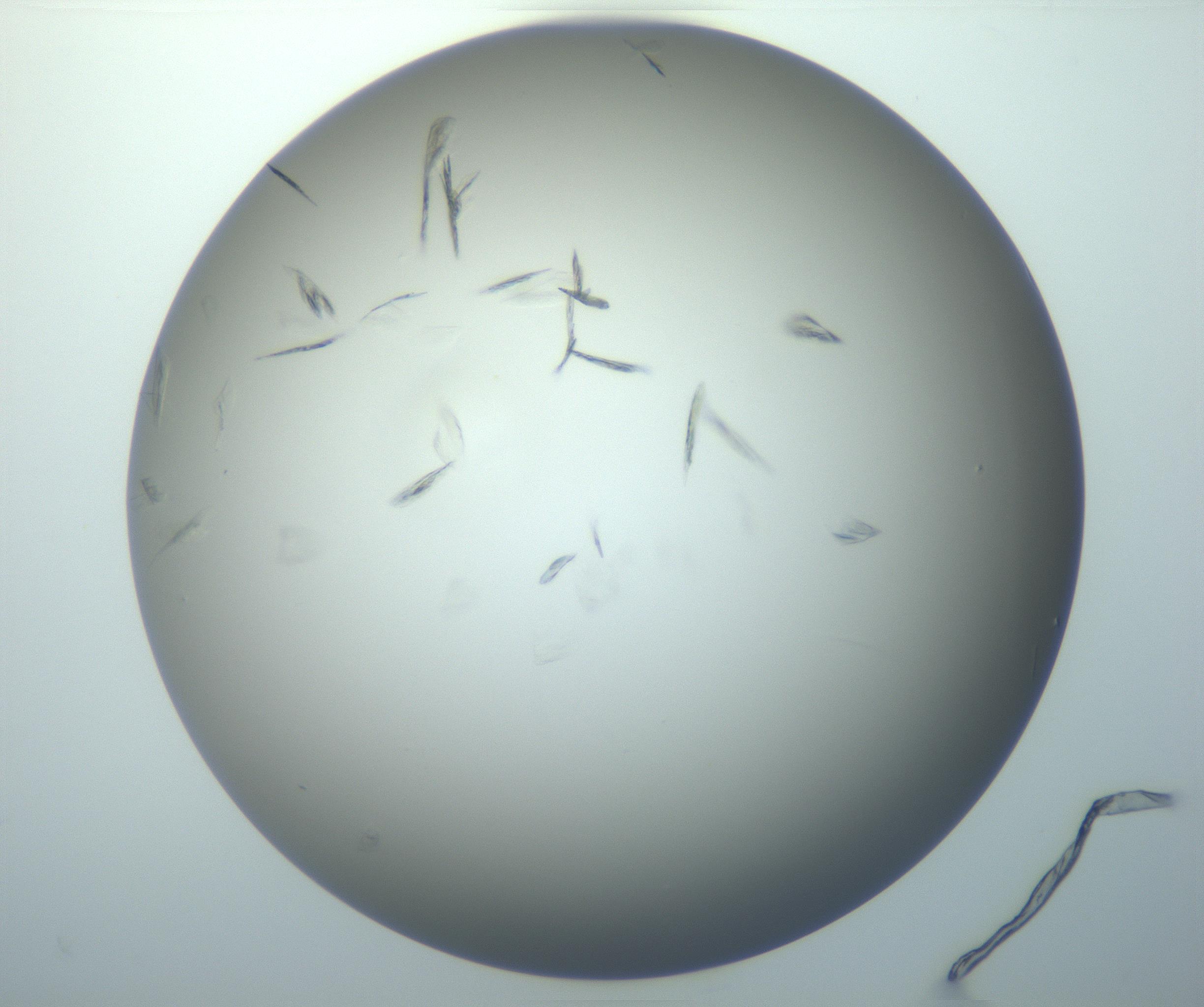 RI01_03_000_0212_Proj1_Clon1_MC_0000MC102886_007_161107_03_02_01_00_99_002_001_RAI.jpg