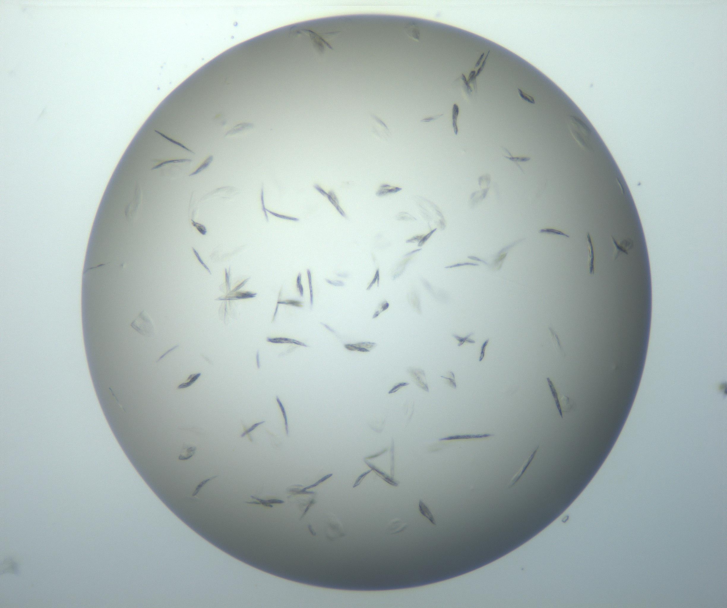 RI01_03_000_0212_Proj1_Clon1_MC_0000MC102886_007_161107_03_02_02_00_99_002_001_RAI.jpg