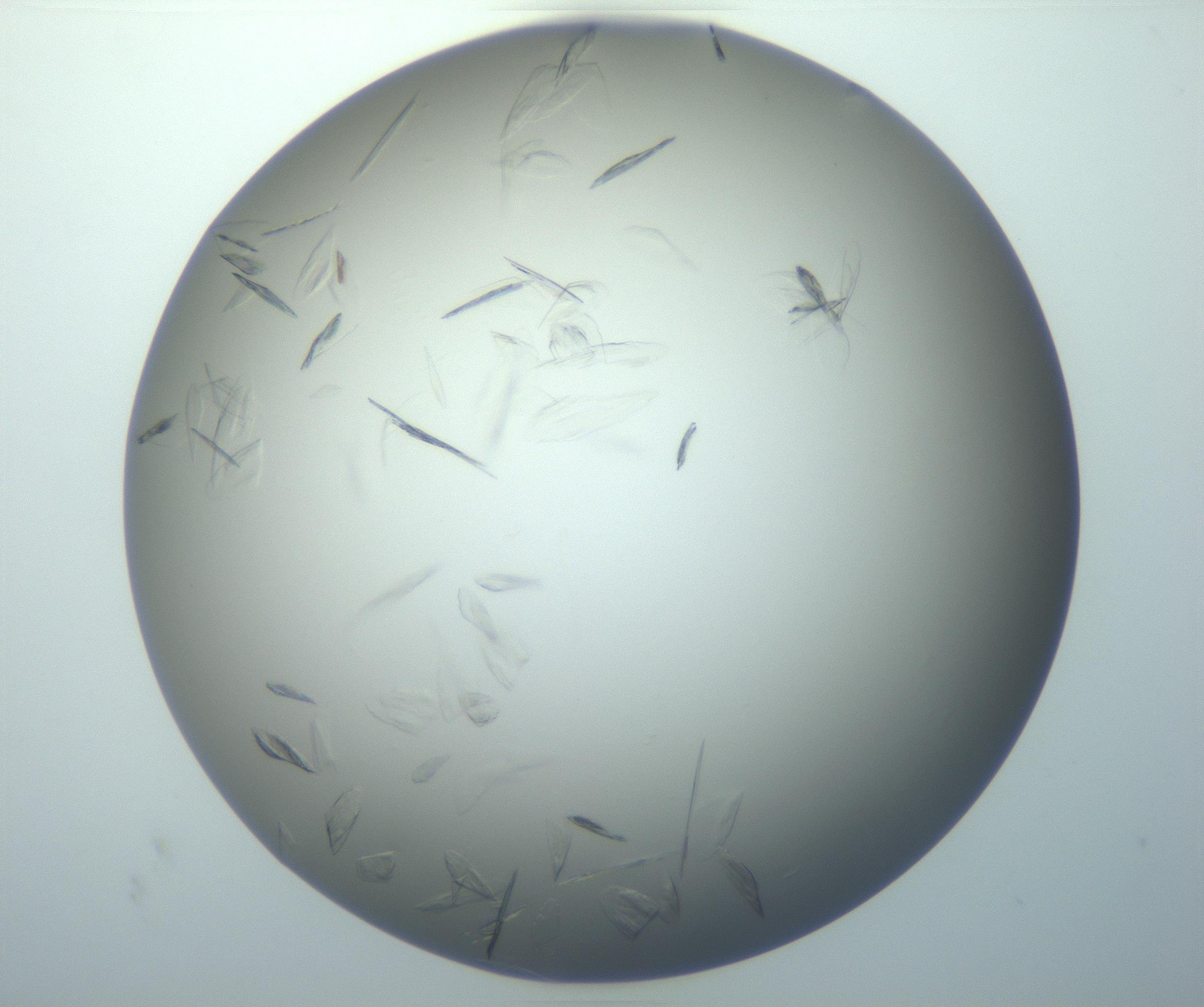 RI01_03_000_0212_Proj1_Clon1_MC_0000MC102886_007_161107_03_04_01_00_99_002_001_RAI.jpg