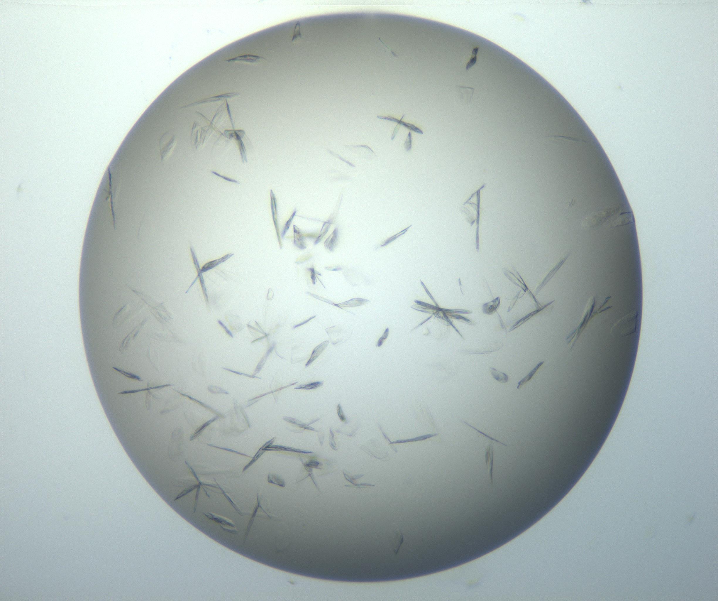 RI01_03_000_0212_Proj1_Clon1_MC_0000MC102886_007_161107_03_04_02_00_99_002_001_RAI.jpg