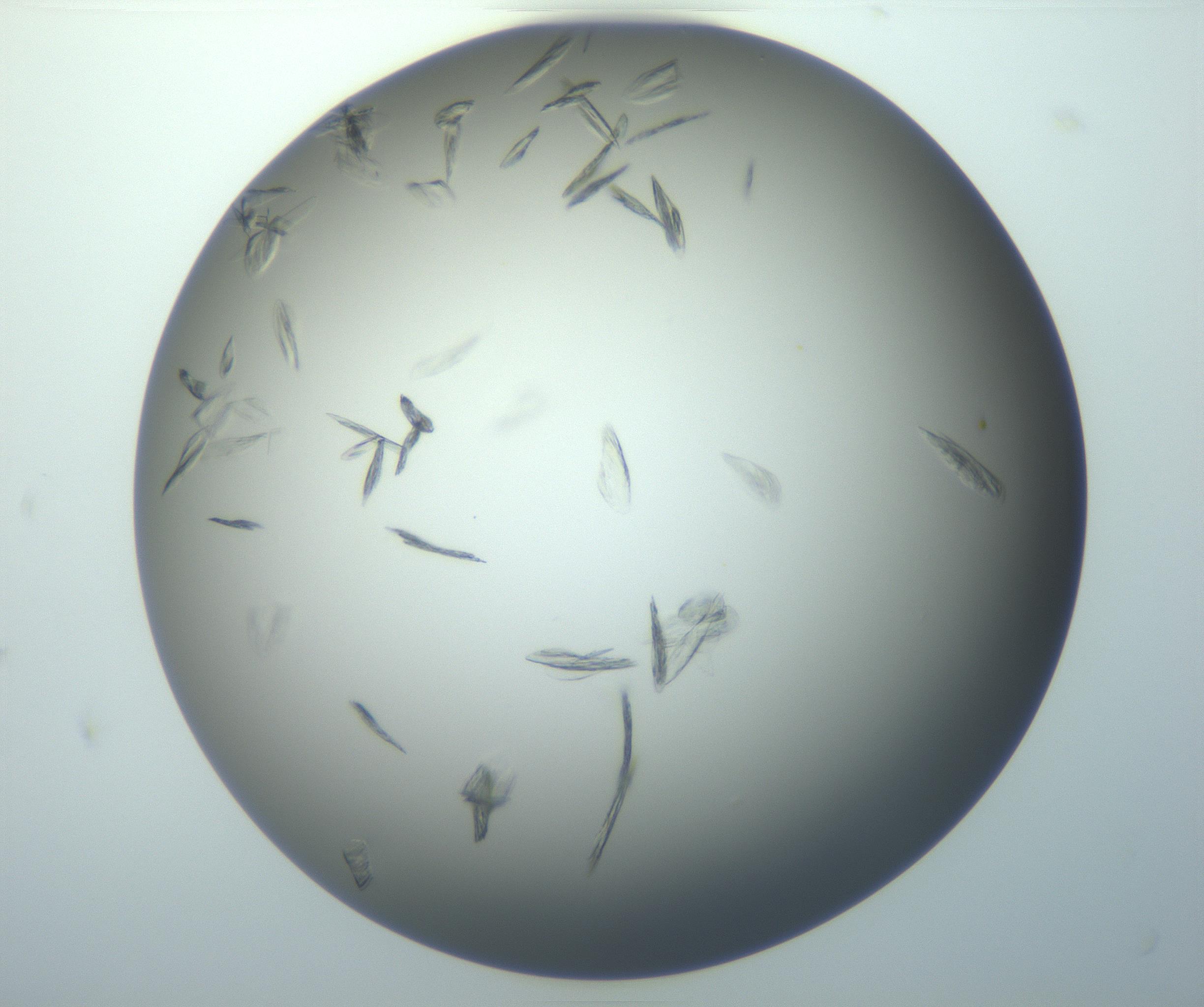 RI01_03_000_0212_Proj1_Clon1_MC_0000MC102886_007_161107_03_05_01_00_99_002_001_RAI.jpg