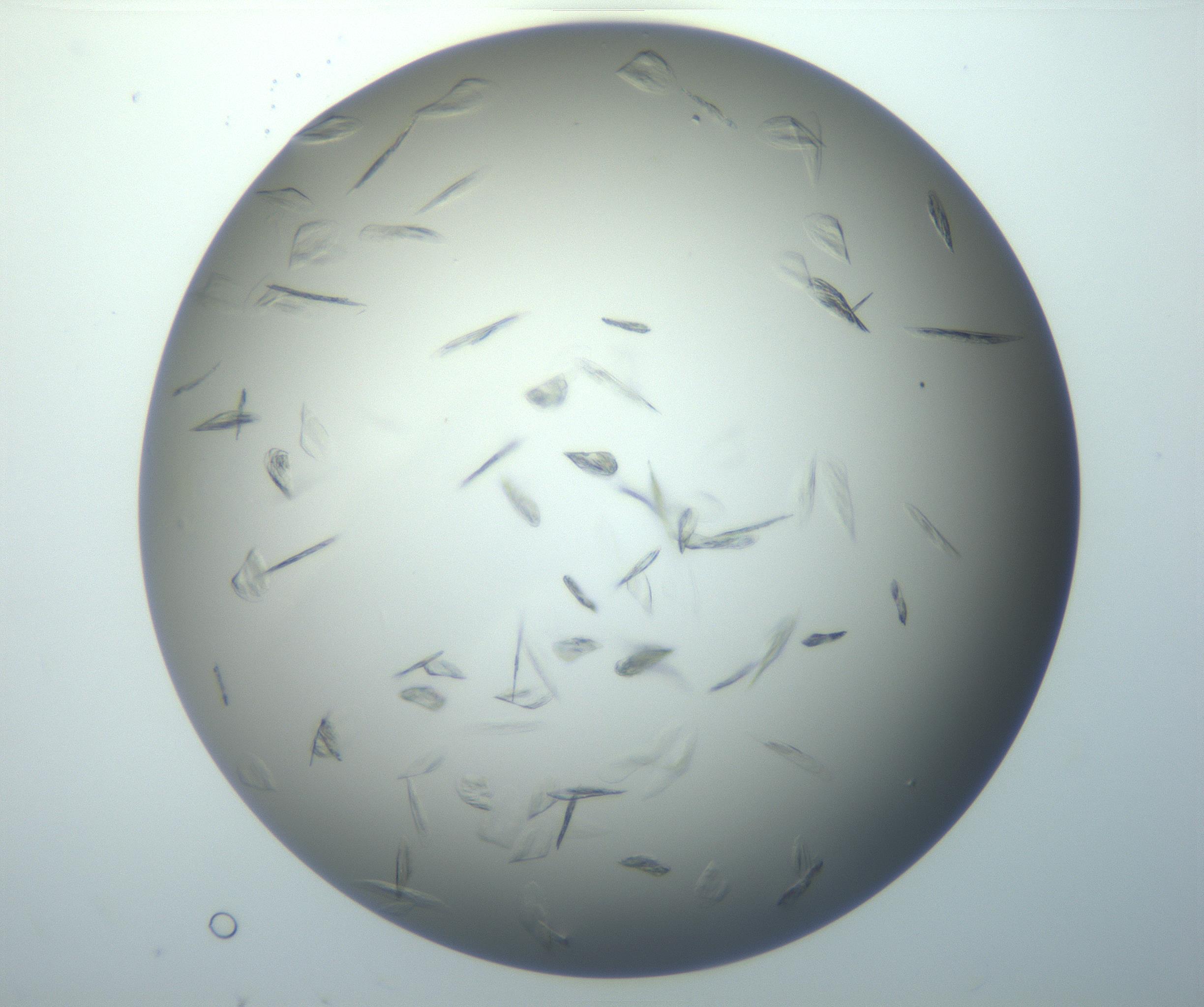 RI01_03_000_0212_Proj1_Clon1_MC_0000MC102886_007_161107_03_05_02_00_99_002_001_RAI.jpg