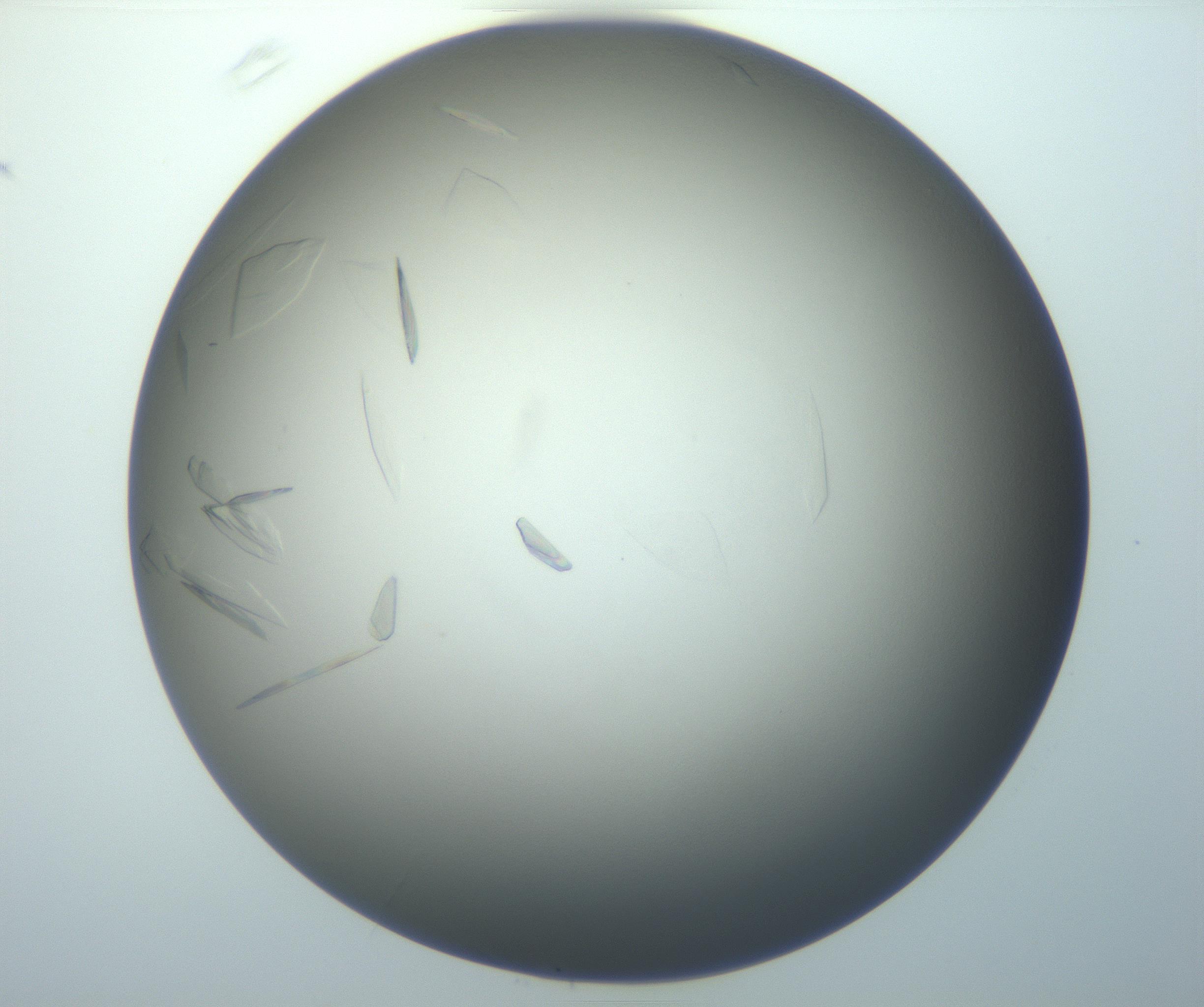 RI01_03_000_0212_Proj1_Clon1_MC_0000MC102886_007_161107_03_06_01_00_99_002_001_RAI.jpg