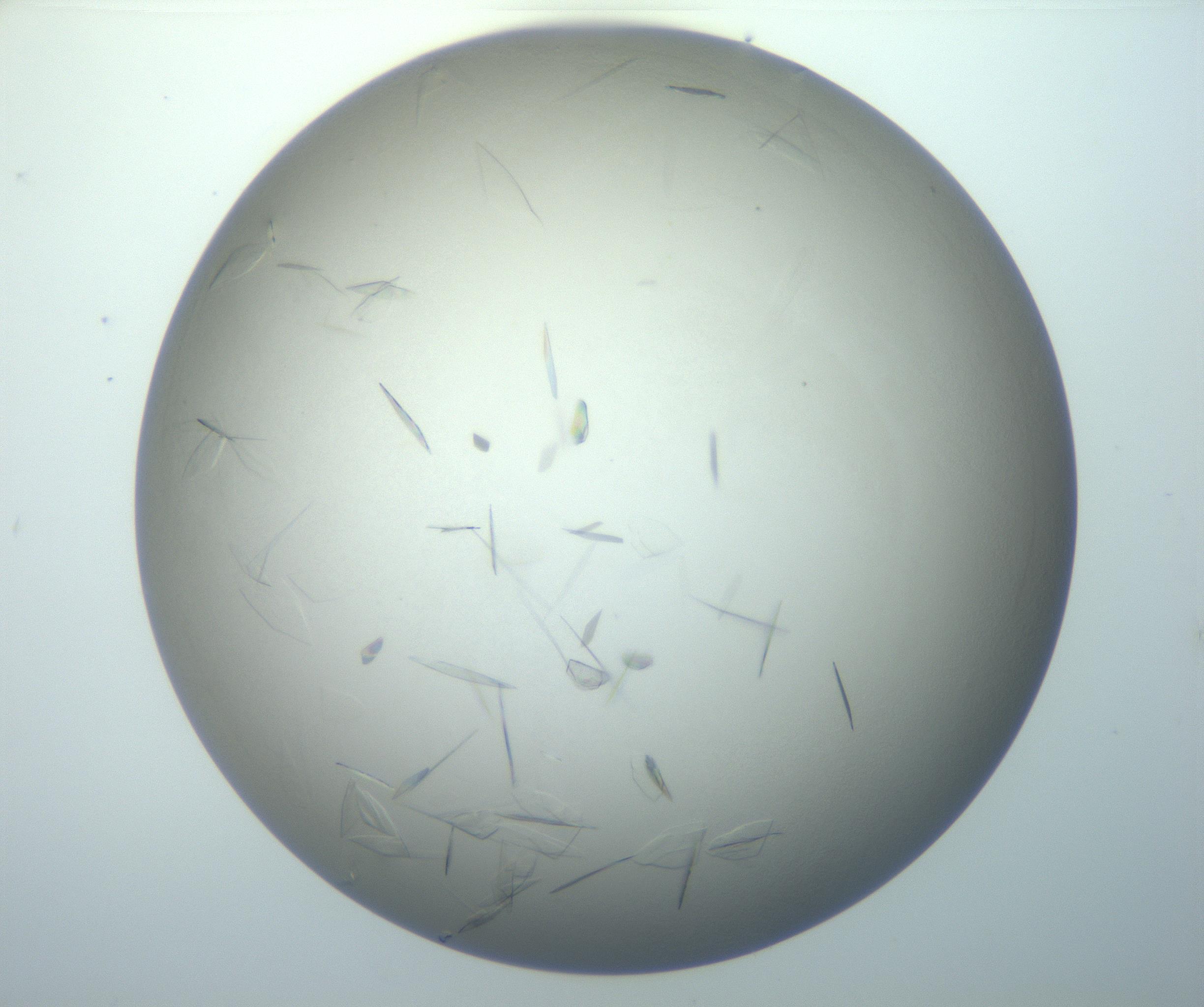 RI01_03_000_0212_Proj1_Clon1_MC_0000MC102886_007_161107_03_06_02_00_99_002_001_RAI.jpg