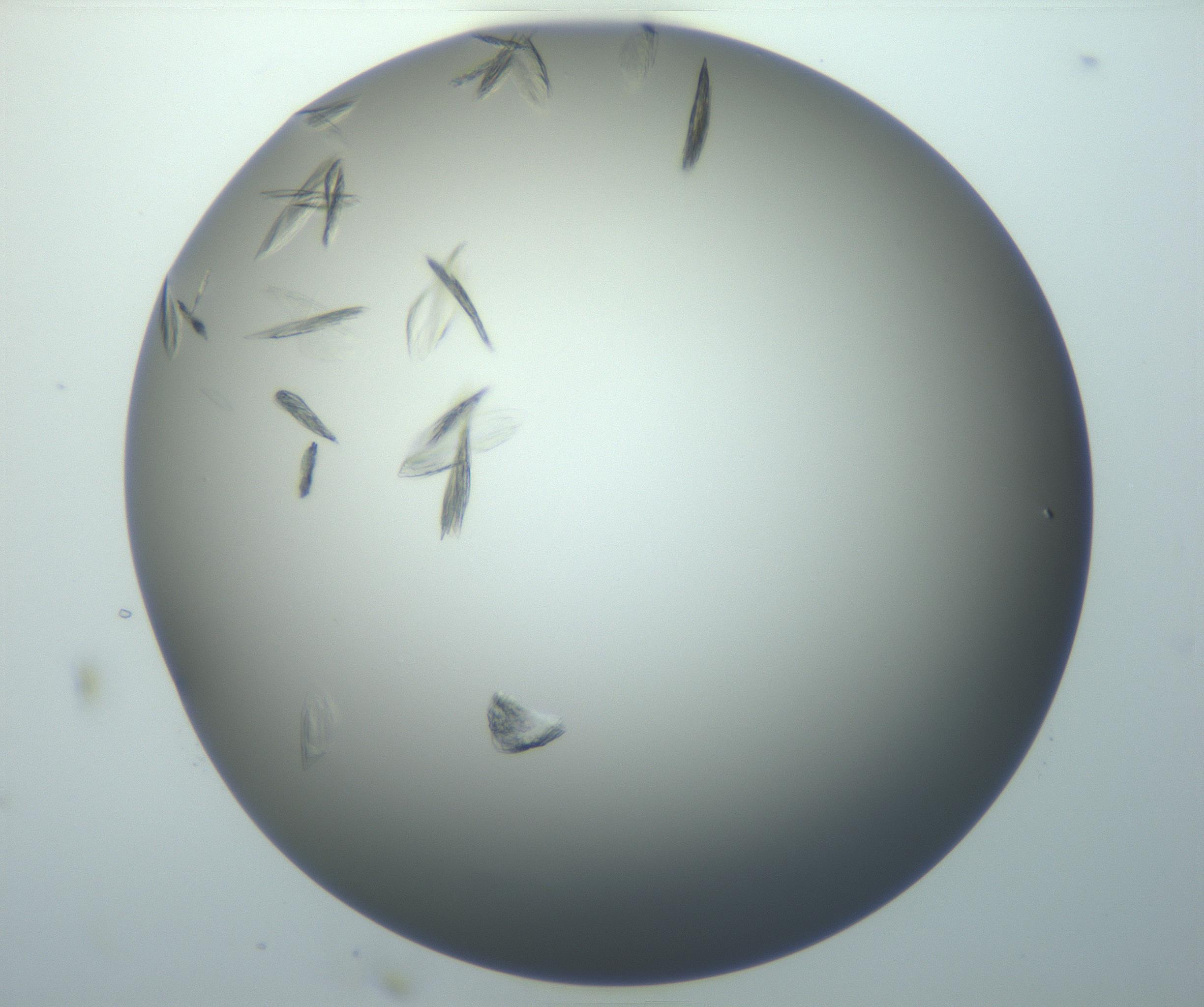 RI01_03_000_0212_Proj1_Clon1_MC_0000MC102886_007_161107_03_07_01_00_99_002_001_RAI.jpg