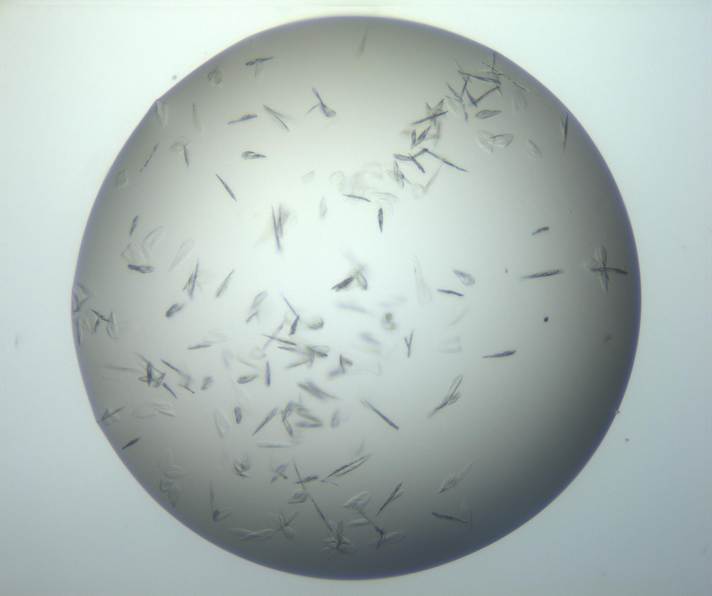 RI01_03_000_0212_Proj1_Clon1_MC_0000MC102886_007_161107_03_07_02_00_99_002_001_RAI.jpg