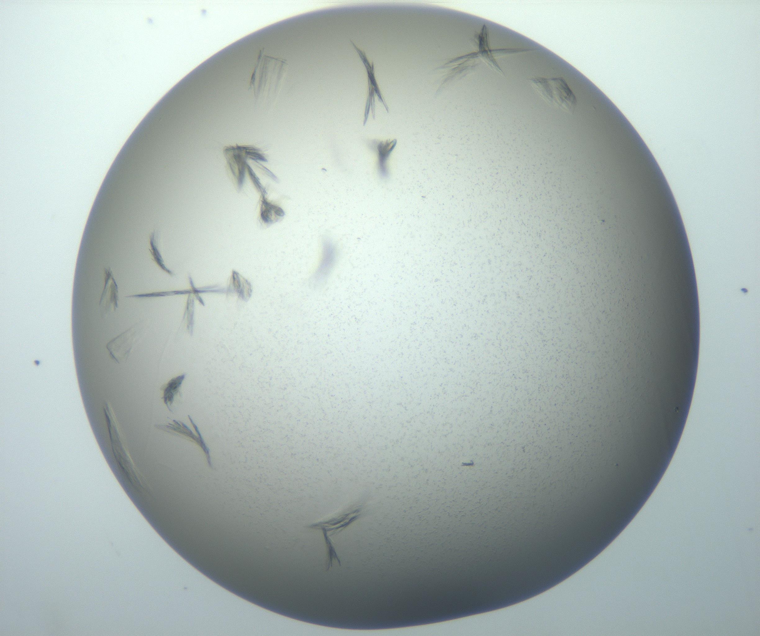 RI01_03_000_0212_Proj1_Clon1_MC_0000MC102886_007_161107_03_08_02_00_99_002_001_RAI.jpg