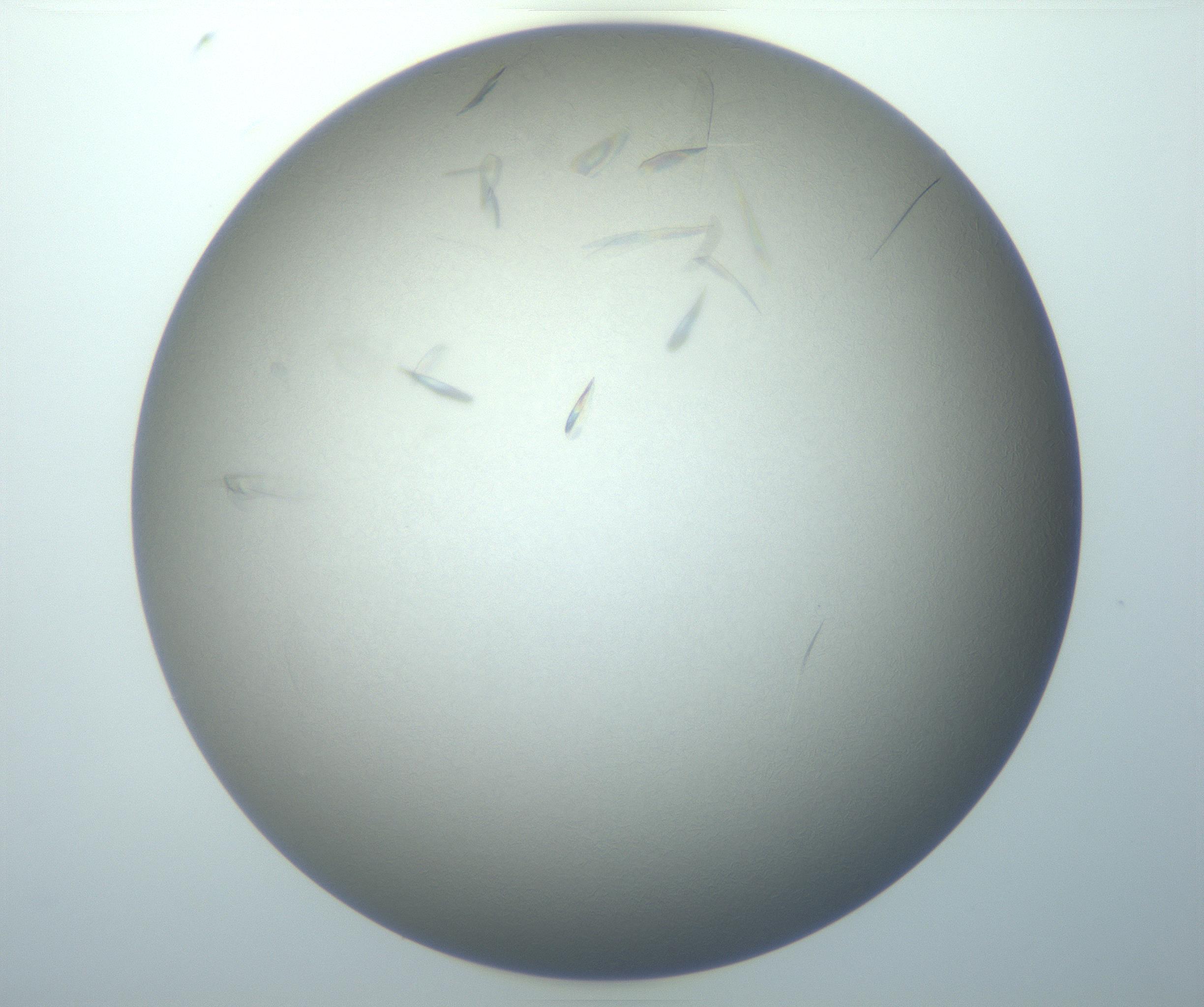 RI01_03_000_0212_Proj1_Clon1_MC_0000MC102886_007_161107_04_02_01_00_99_002_001_RAI.jpg