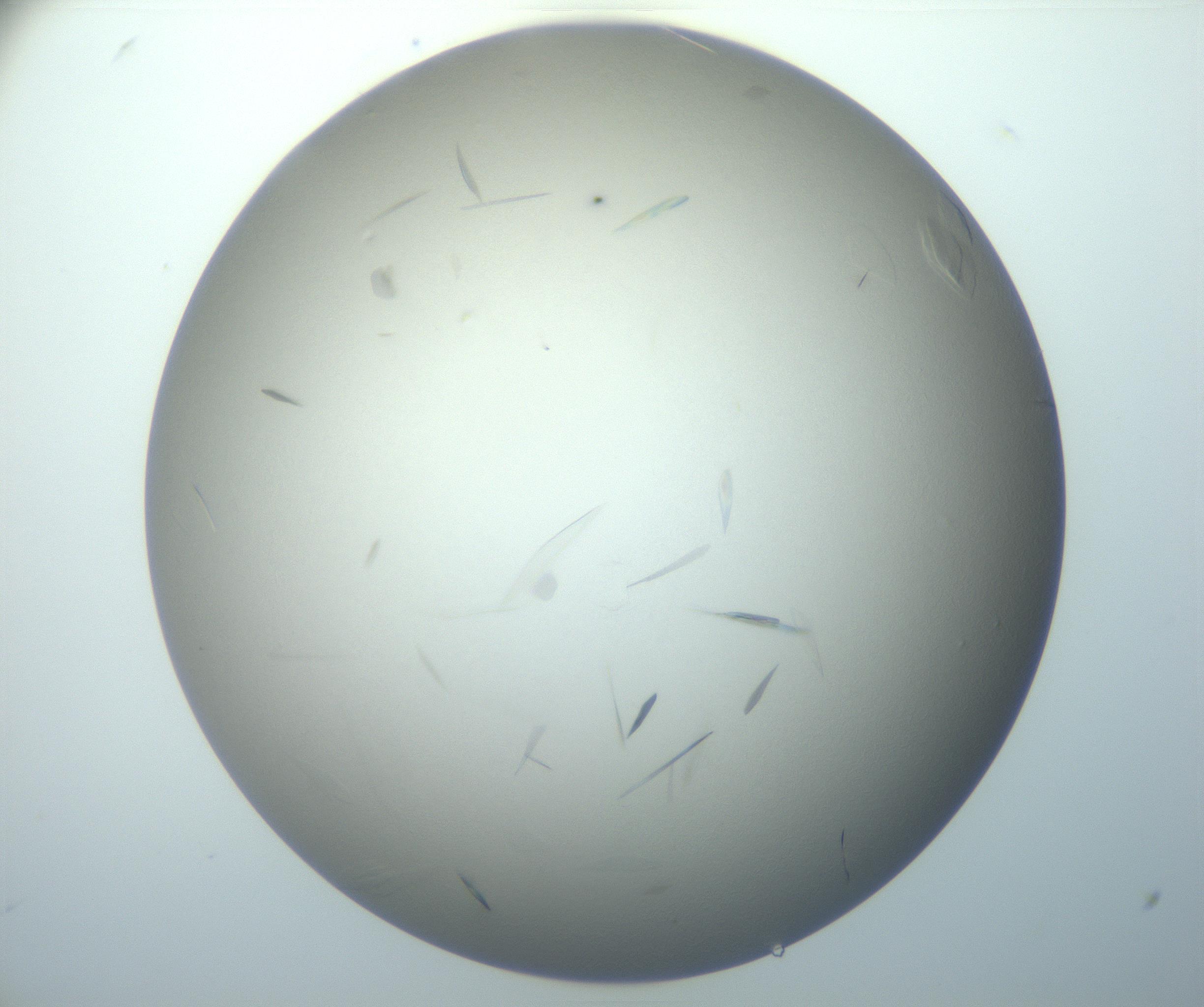 RI01_03_000_0212_Proj1_Clon1_MC_0000MC102886_007_161107_04_02_02_00_99_002_001_RAI.jpg
