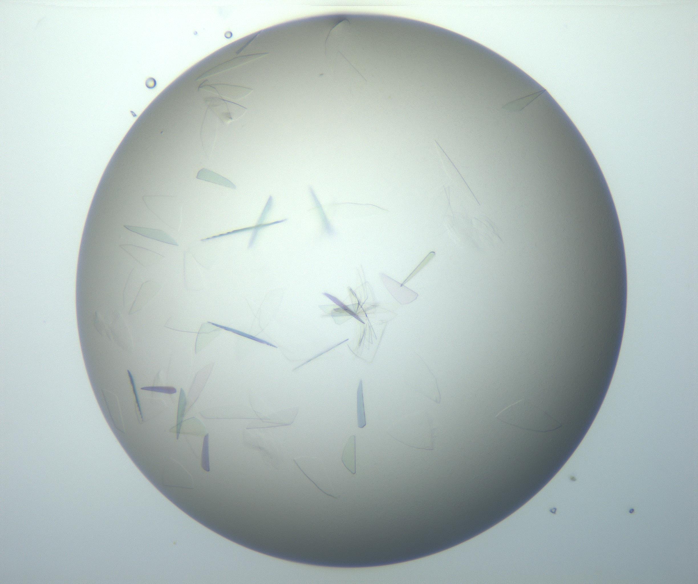 RI01_03_000_0212_Proj1_Clon1_MC_0000MC102886_007_161107_04_03_02_00_99_002_001_RAI.jpg
