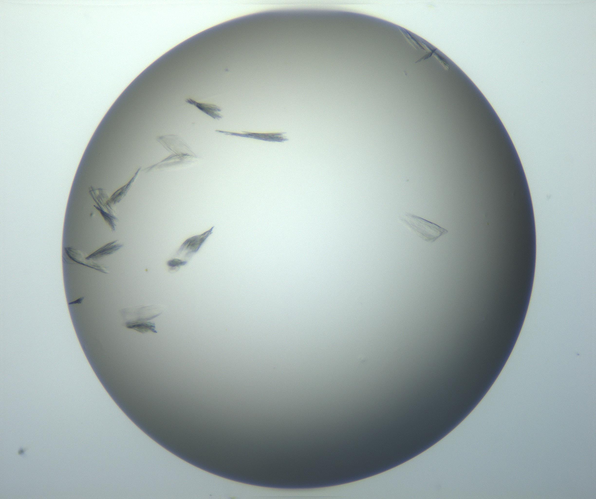 RI01_03_000_0212_Proj1_Clon1_MC_0000MC102886_007_161107_04_04_01_00_99_002_001_RAI.jpg