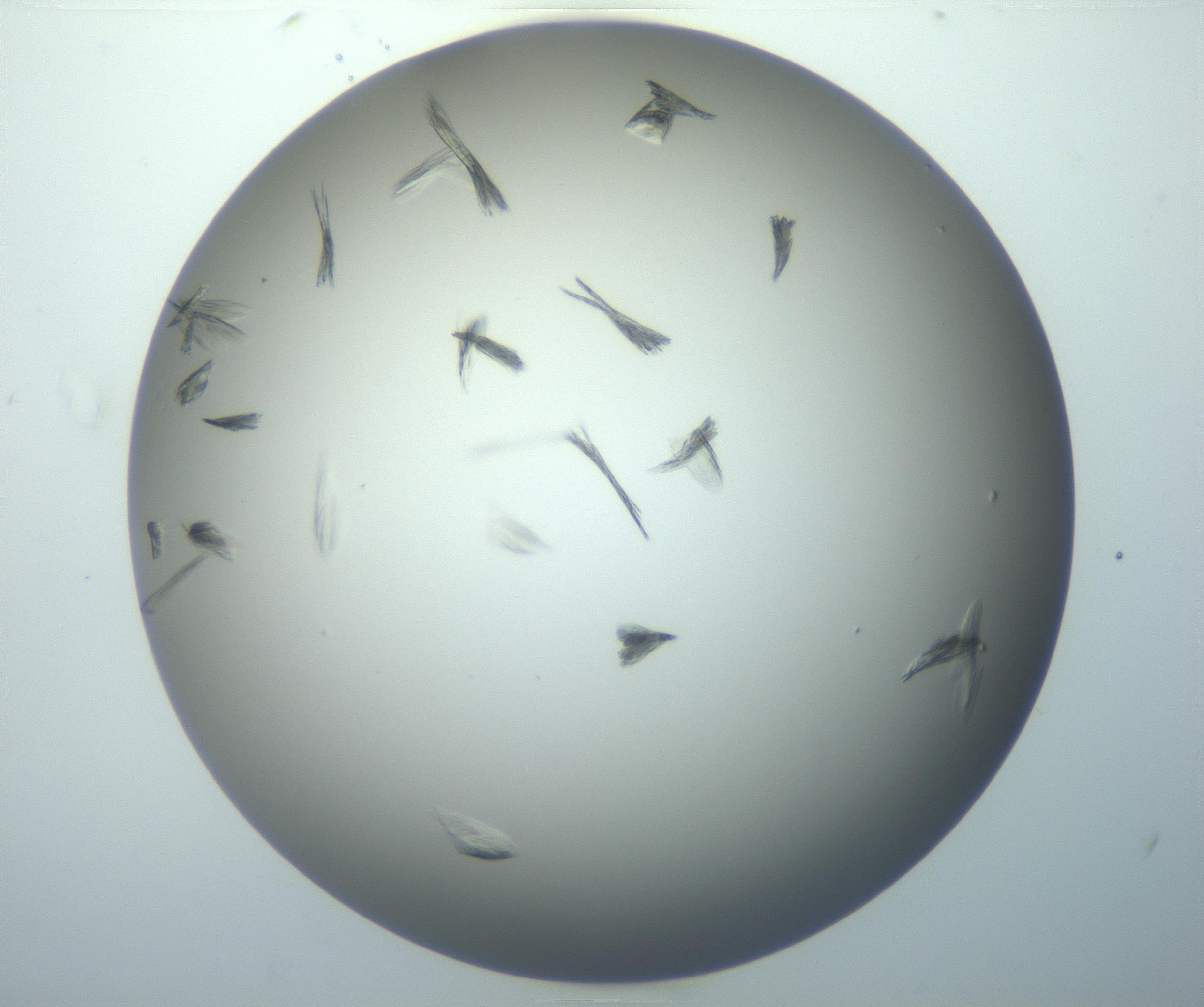 RI01_03_000_0212_Proj1_Clon1_MC_0000MC102886_007_161107_04_04_02_00_99_002_001_RAI.jpg