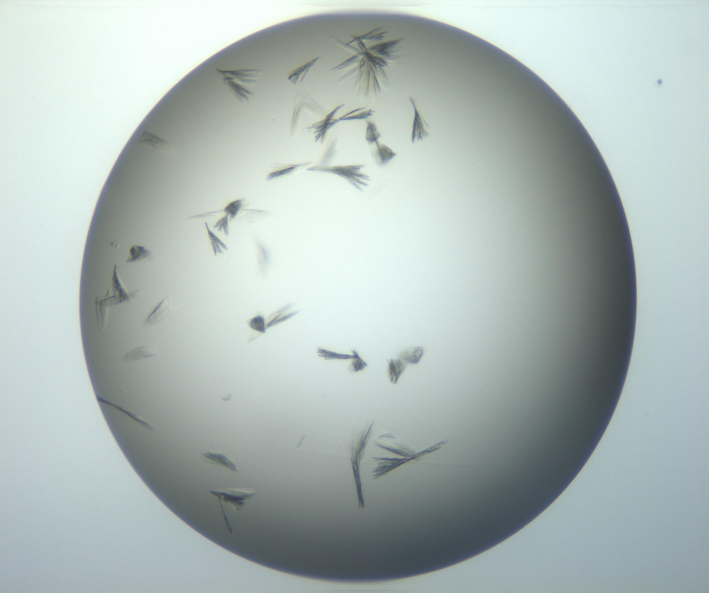 RI01_03_000_0212_Proj1_Clon1_MC_0000MC102886_007_161107_04_05_01_00_99_002_001_RAI.jpg