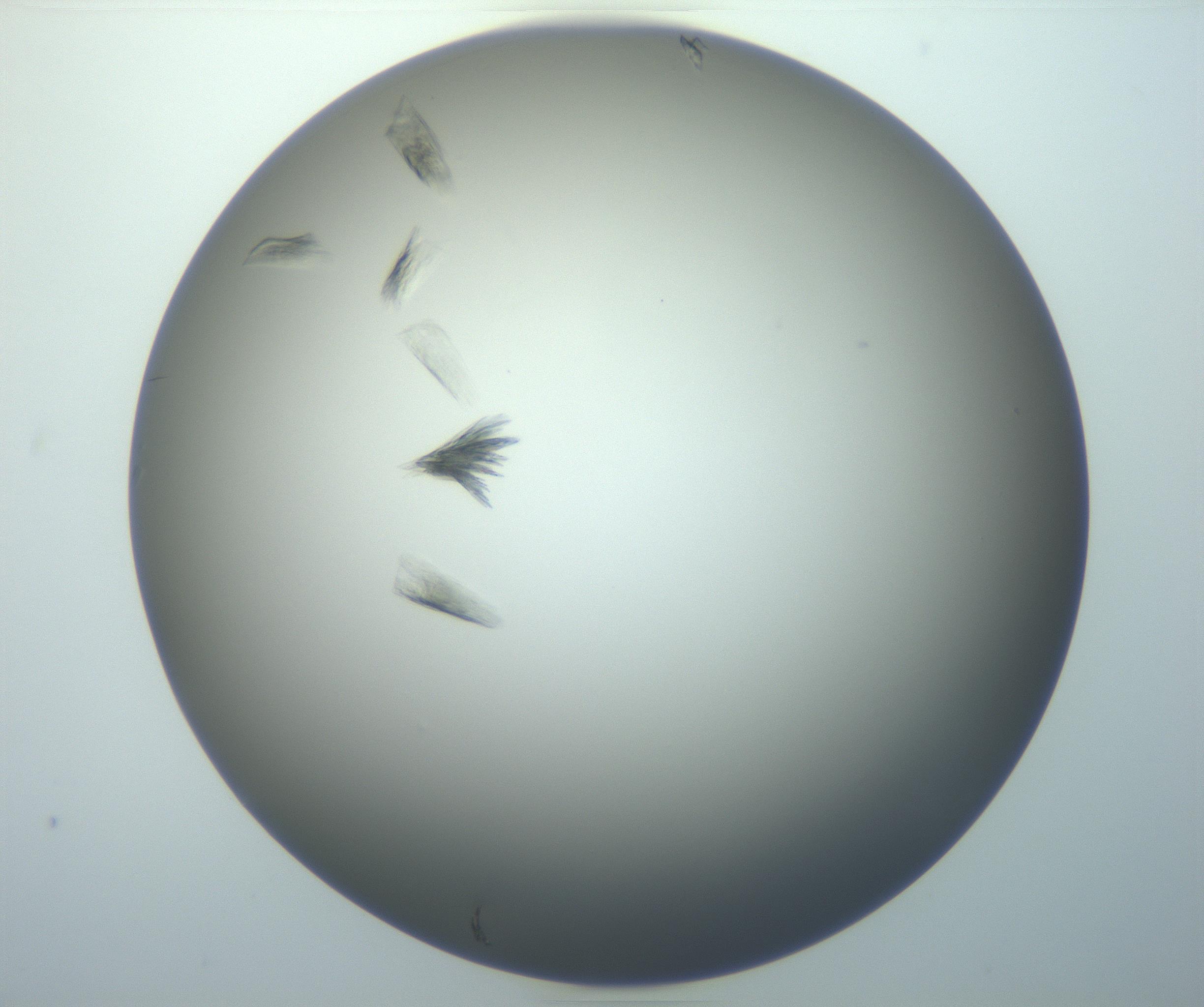 RI01_03_000_0212_Proj1_Clon1_MC_0000MC102886_007_161107_04_06_01_00_99_002_001_RAI.jpg