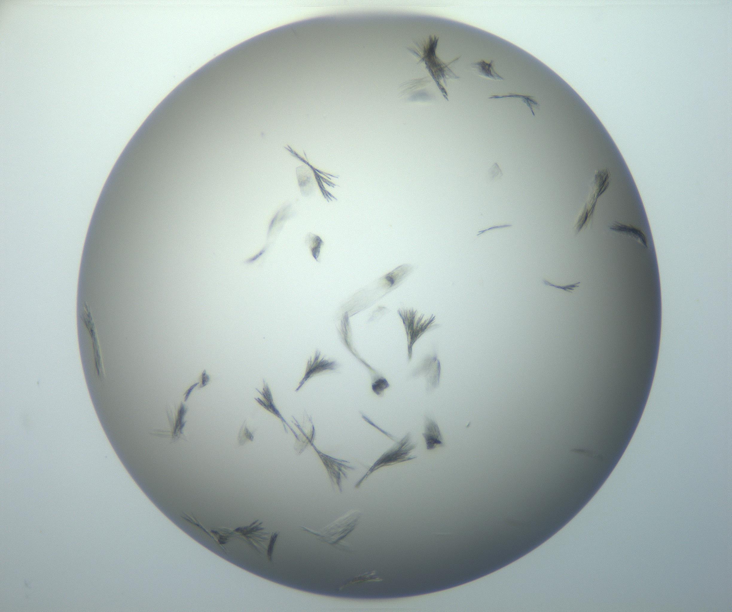 RI01_03_000_0212_Proj1_Clon1_MC_0000MC102886_007_161107_04_06_02_00_99_002_001_RAI.jpg