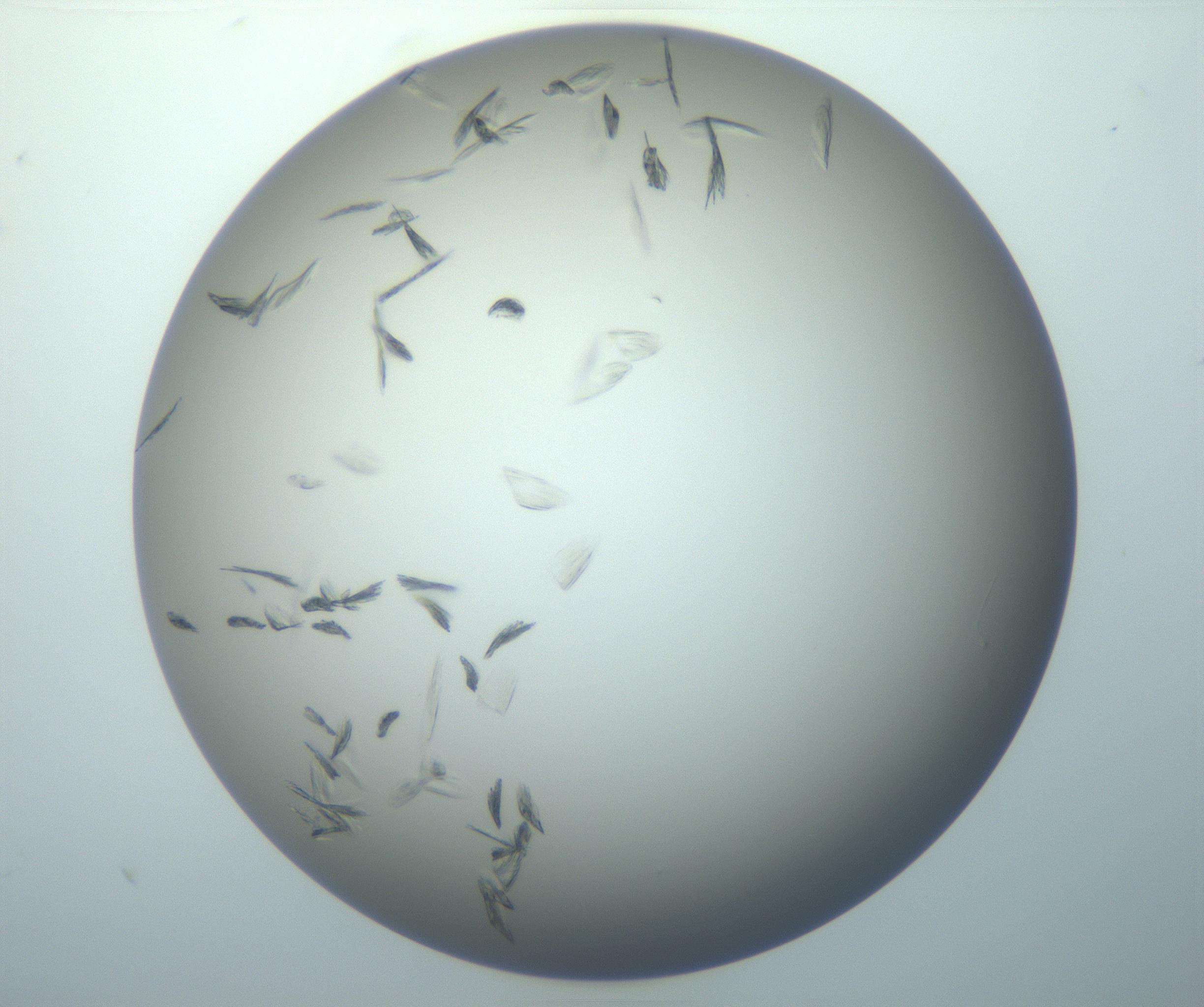 RI01_03_000_0212_Proj1_Clon1_MC_0000MC102886_007_161107_05_01_01_00_99_002_001_RAI.jpg