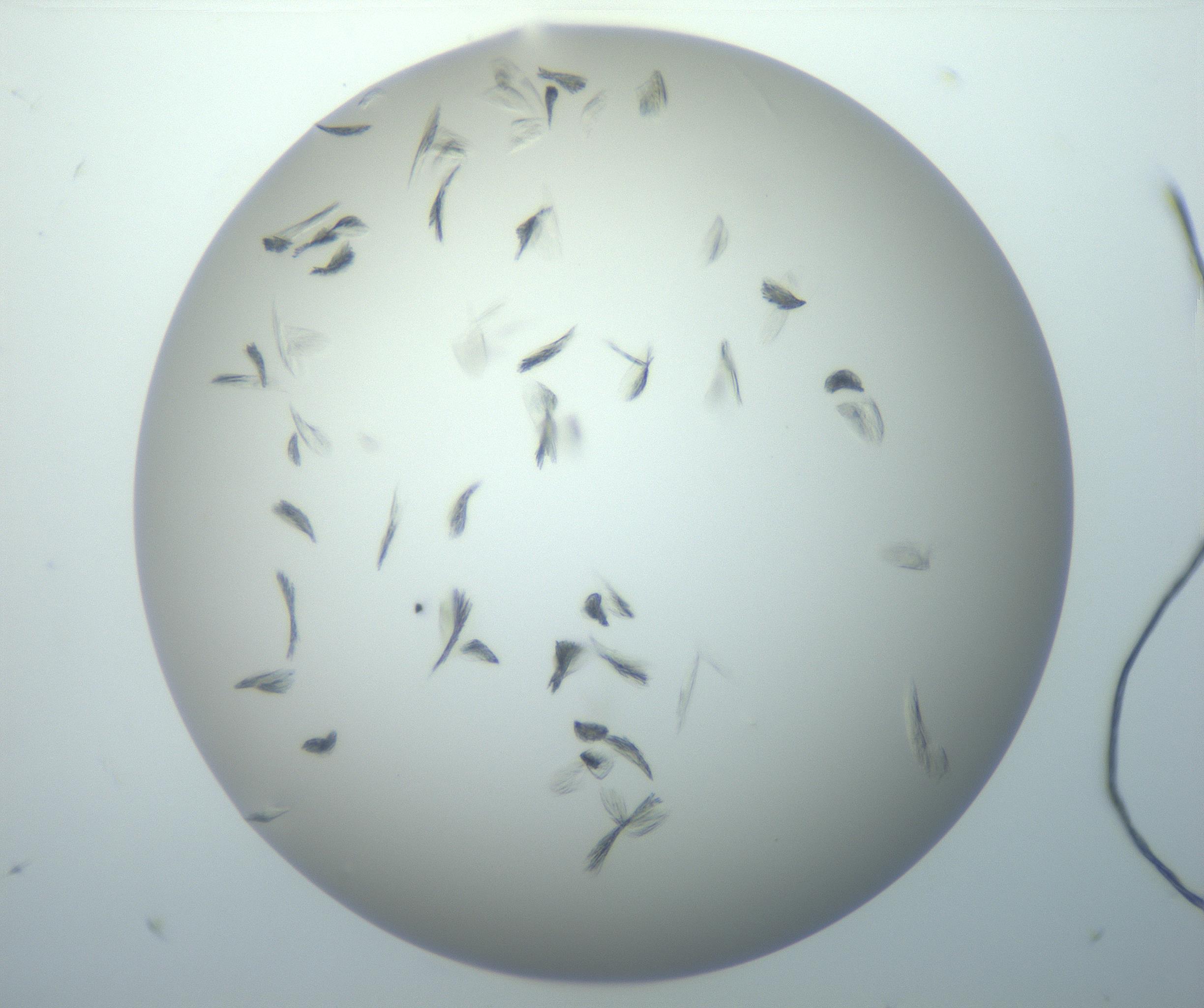 RI01_03_000_0212_Proj1_Clon1_MC_0000MC102886_007_161107_05_01_02_00_99_002_001_RAI.jpg