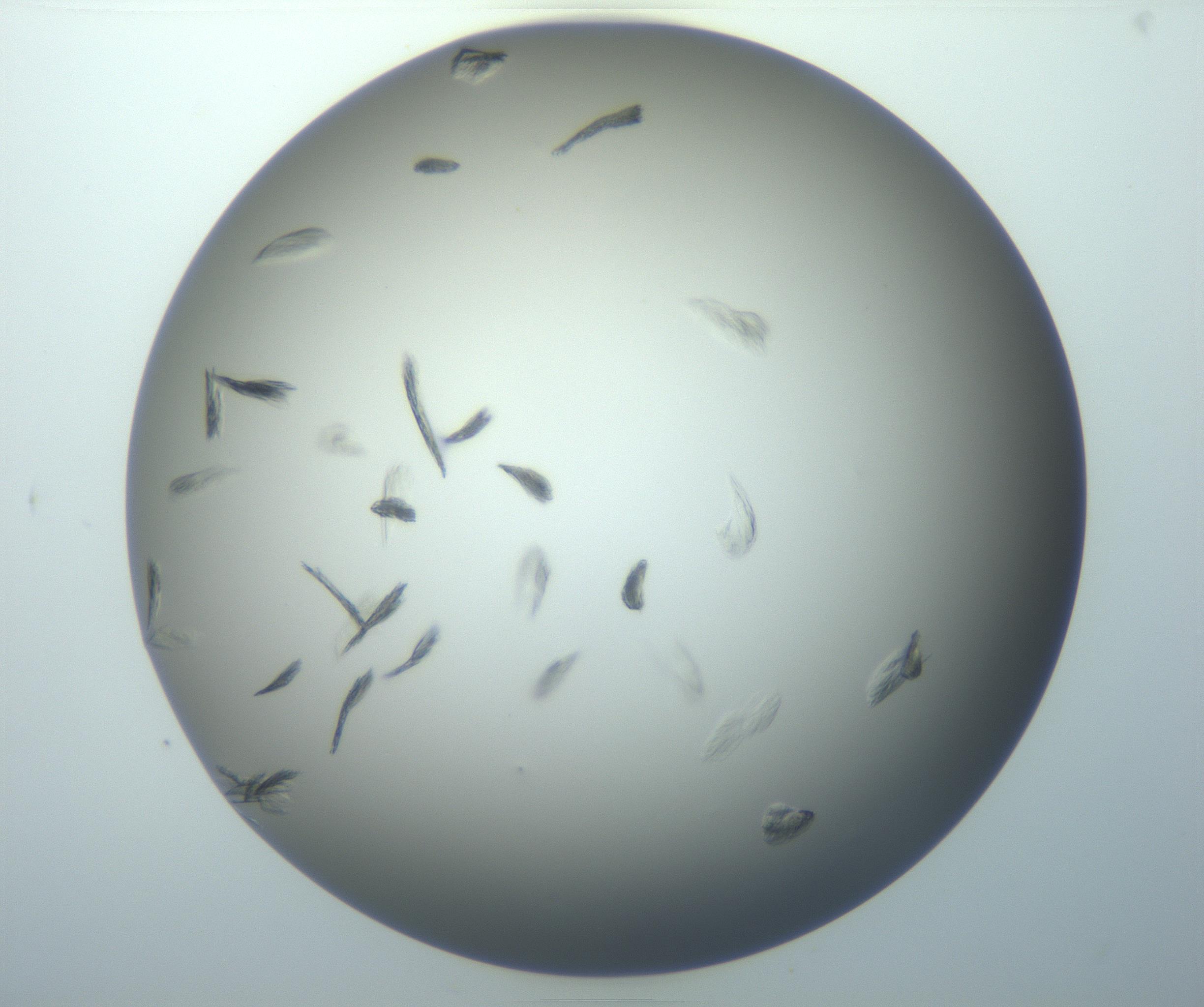 RI01_03_000_0212_Proj1_Clon1_MC_0000MC102886_007_161107_05_02_01_00_99_002_001_RAI.jpg
