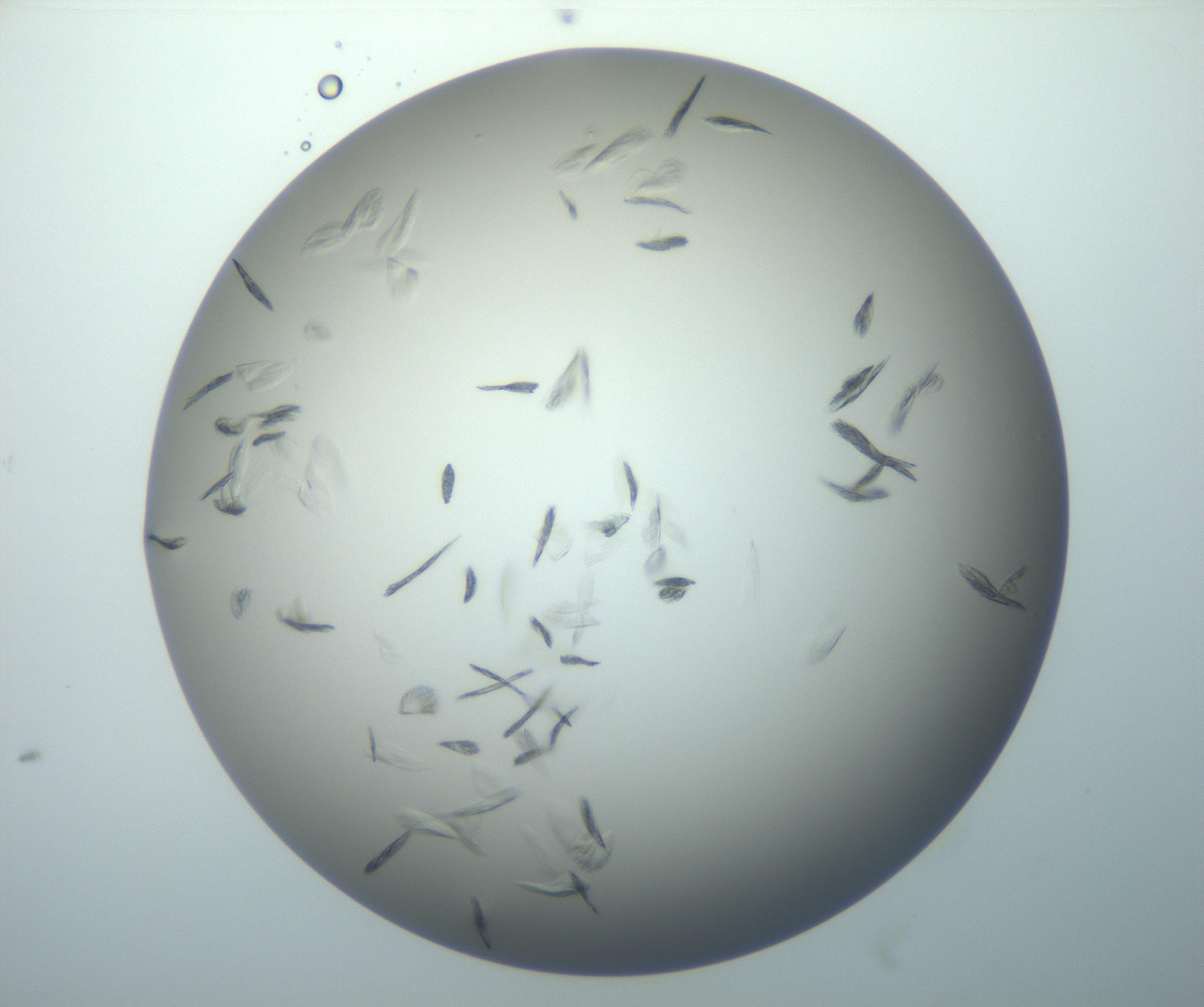 RI01_03_000_0212_Proj1_Clon1_MC_0000MC102886_007_161107_05_02_02_00_99_002_001_RAI.jpg