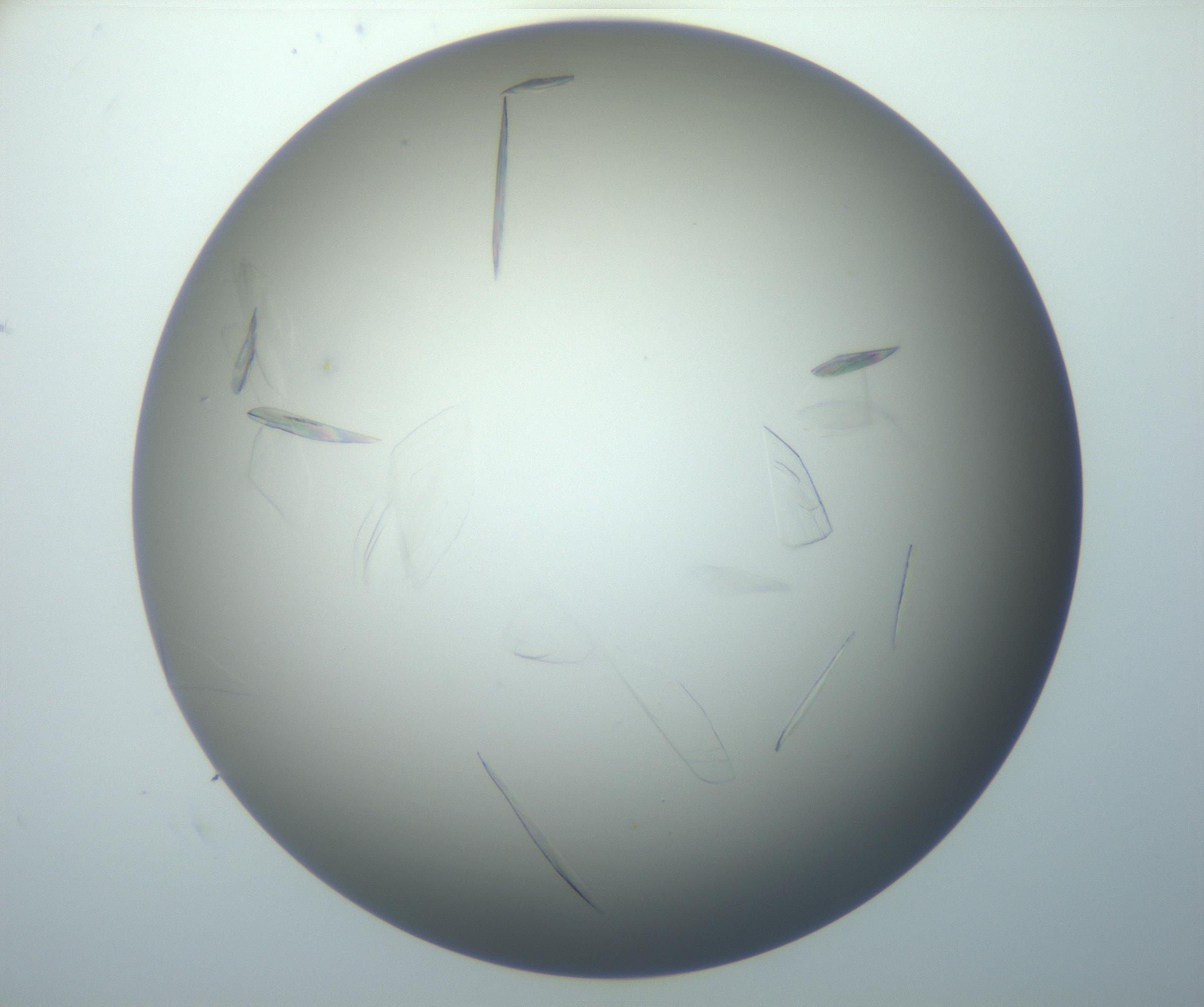RI01_03_000_0212_Proj1_Clon1_MC_0000MC102886_007_161107_05_03_02_00_99_002_001_RAI.jpg