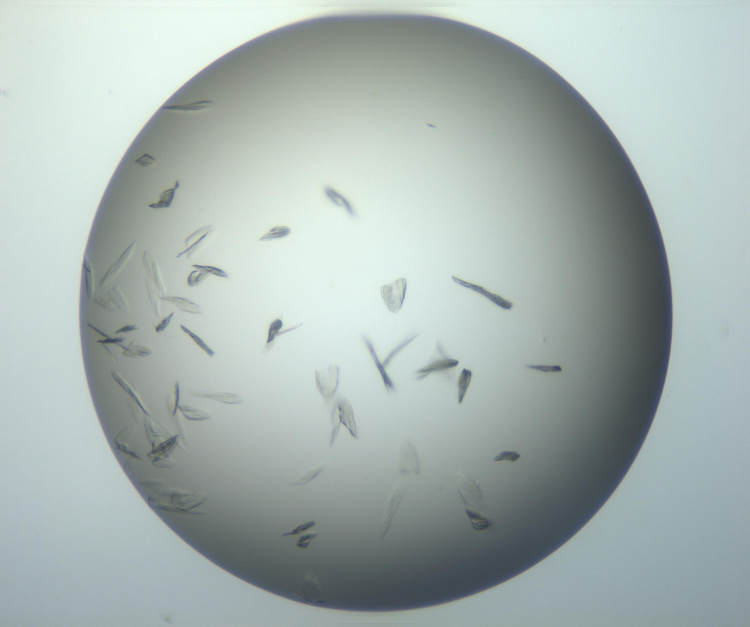 RI01_03_000_0212_Proj1_Clon1_MC_0000MC102886_007_161107_05_05_01_00_99_002_001_RAI.jpg
