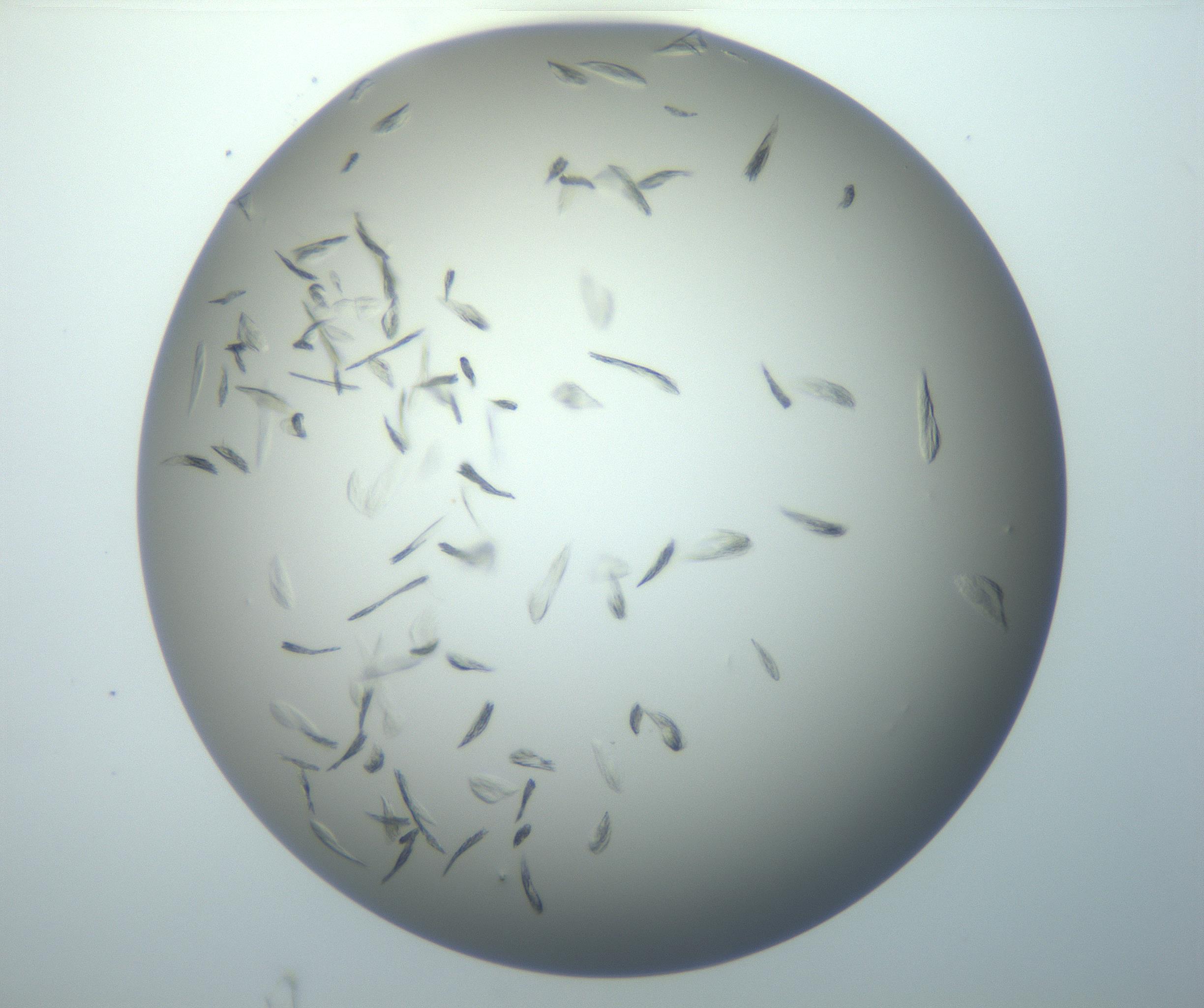 RI01_03_000_0212_Proj1_Clon1_MC_0000MC102886_007_161107_05_05_02_00_99_002_001_RAI.jpg