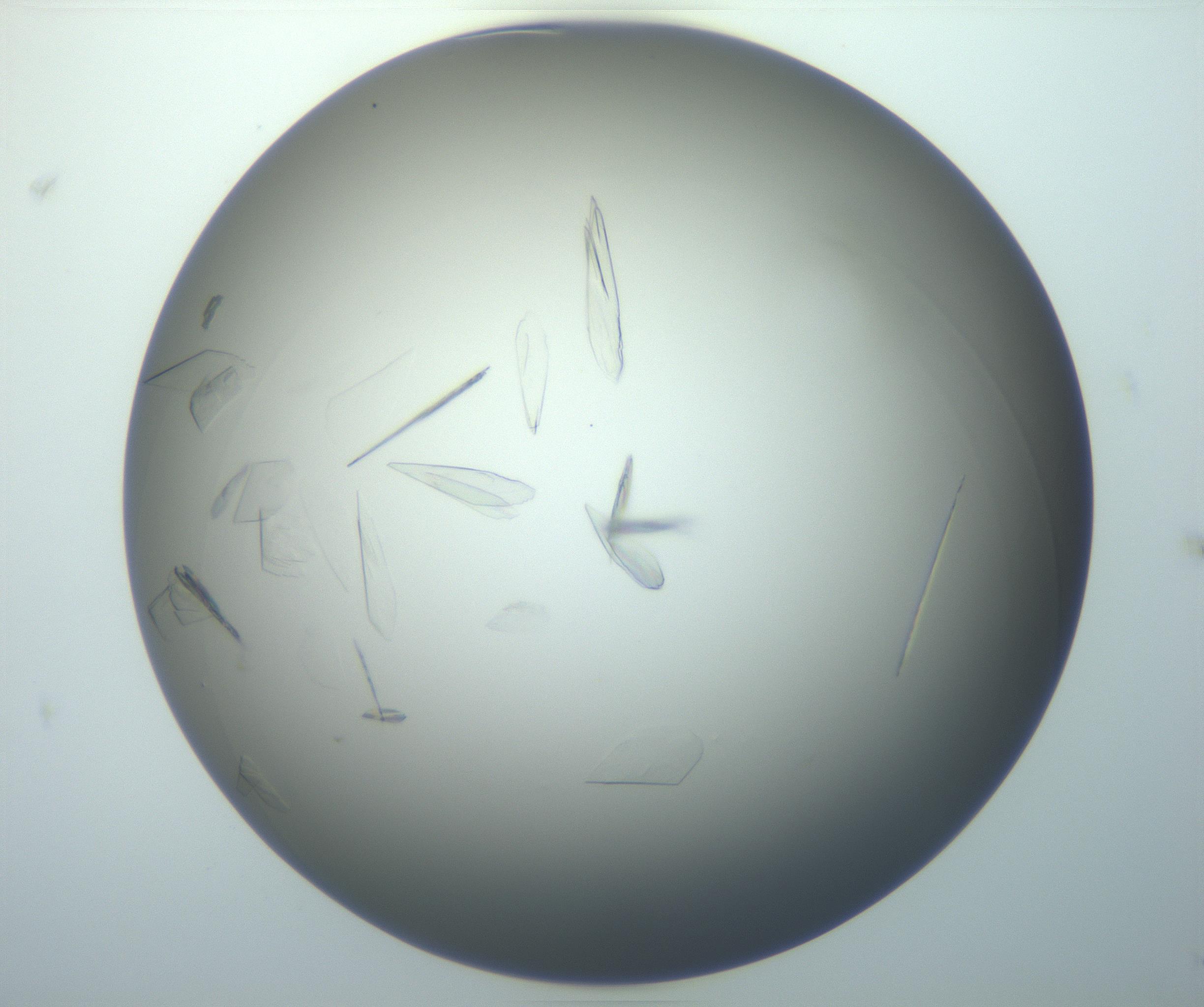 RI01_03_000_0212_Proj1_Clon1_MC_0000MC102886_007_161107_05_06_01_00_99_002_001_RAI.jpg