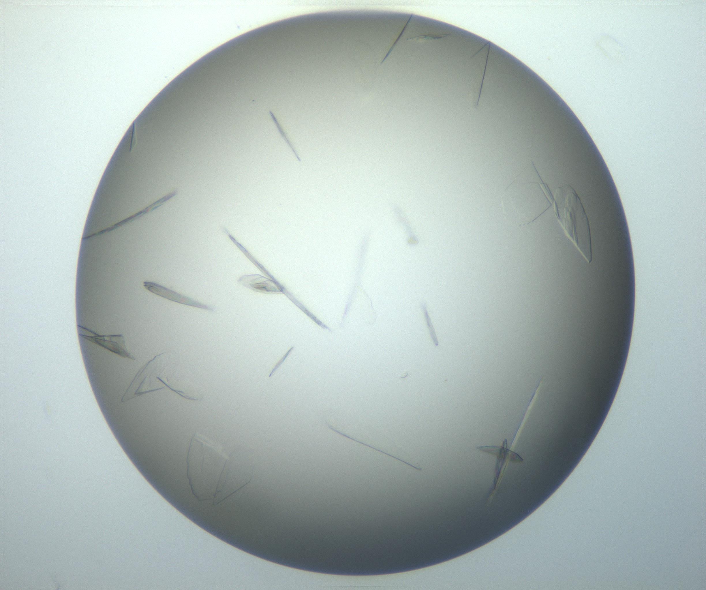 RI01_03_000_0212_Proj1_Clon1_MC_0000MC102886_007_161107_05_06_02_00_99_002_001_RAI.jpg
