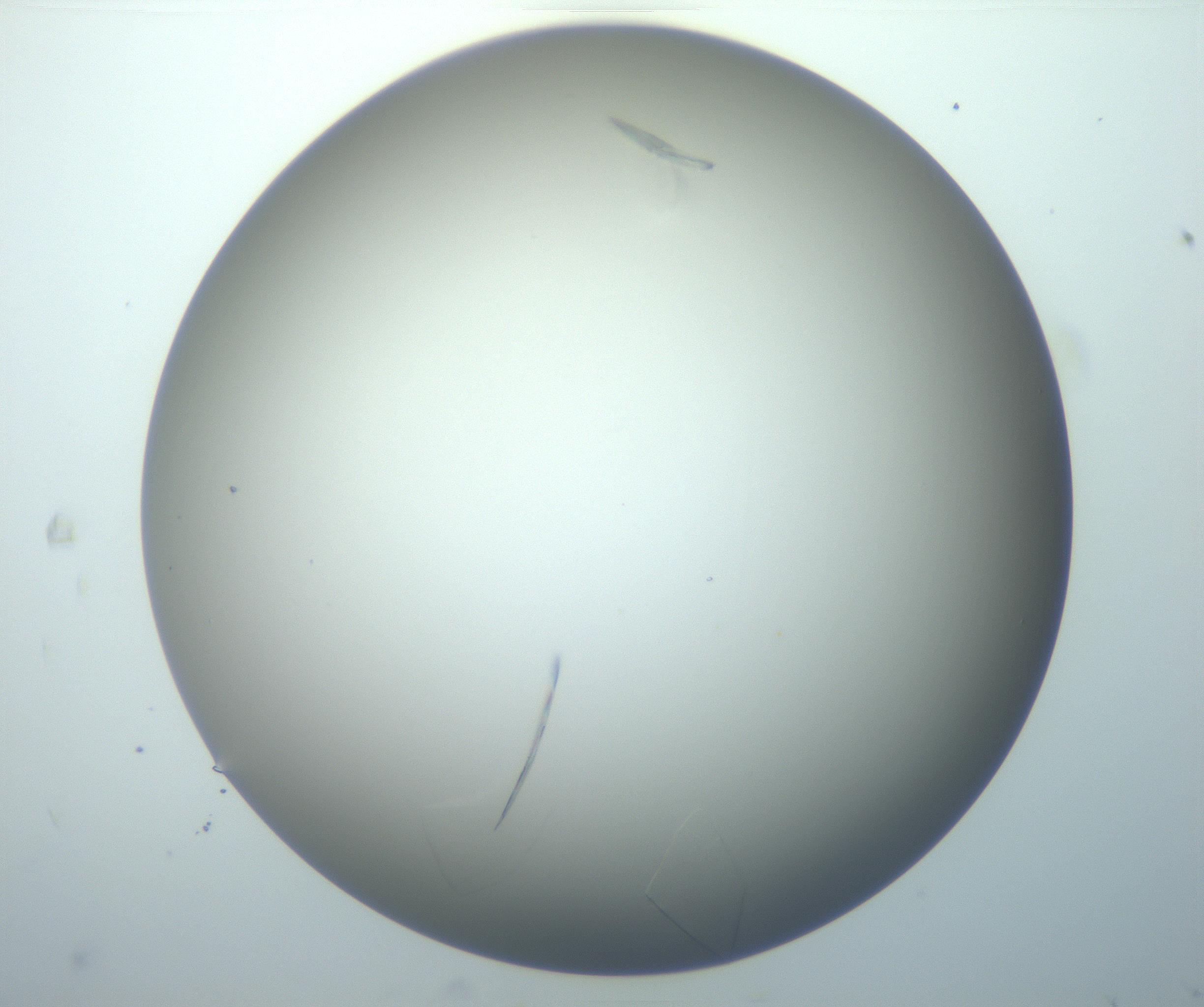 RI01_03_000_0212_Proj1_Clon1_MC_0000MC102886_007_161107_05_07_02_00_99_002_001_RAI.jpg