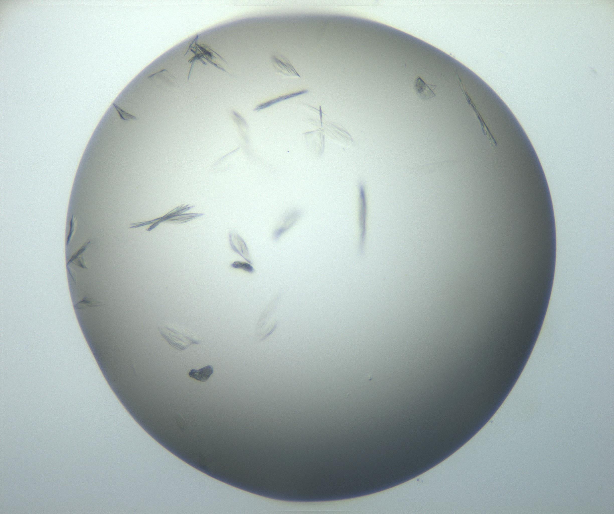RI01_03_000_0212_Proj1_Clon1_MC_0000MC102886_007_161107_05_08_01_00_99_002_001_RAI.jpg