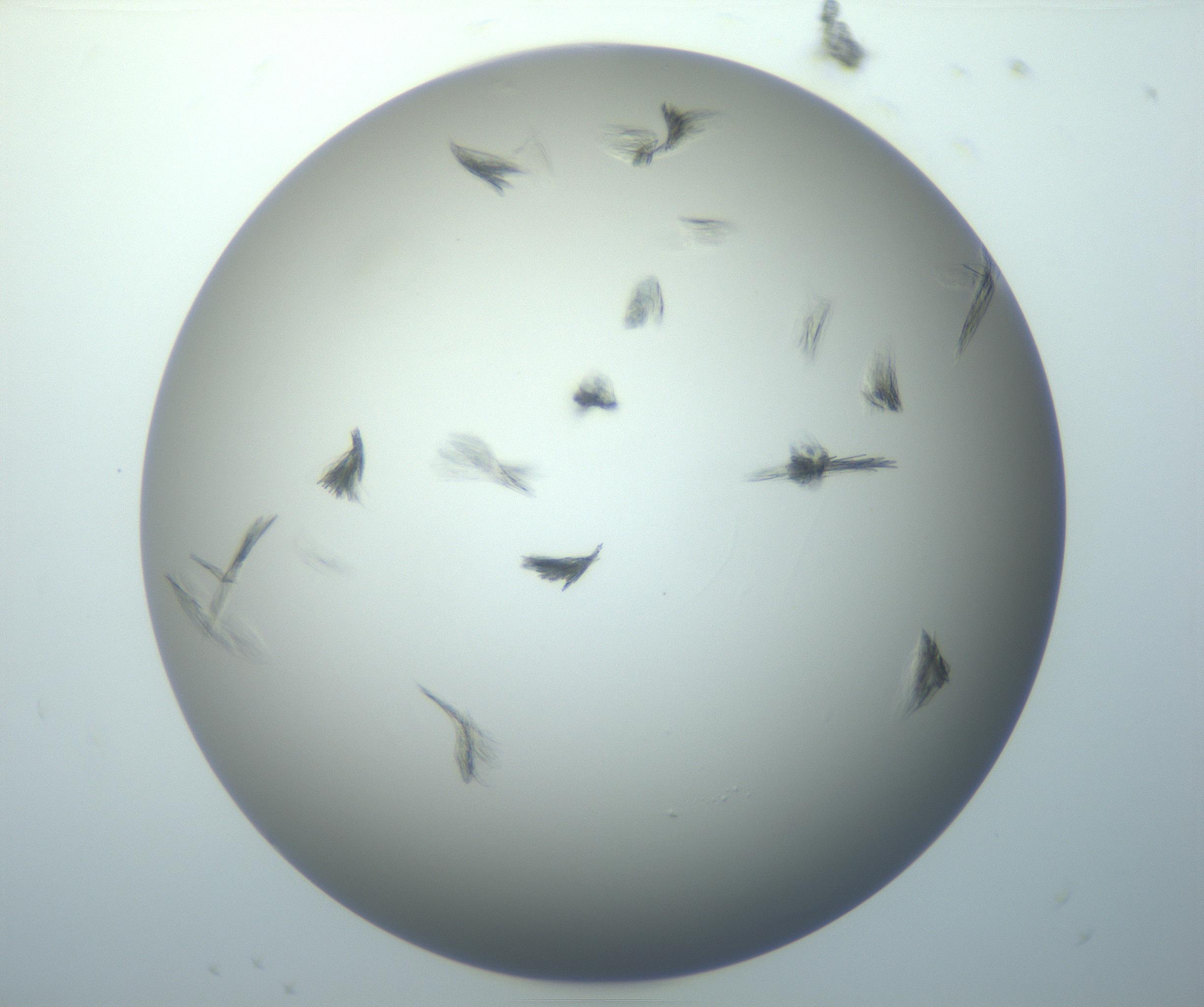 RI01_03_000_0212_Proj1_Clon1_MC_0000MC102886_007_161107_06_01_01_00_99_002_001_RAI.jpg