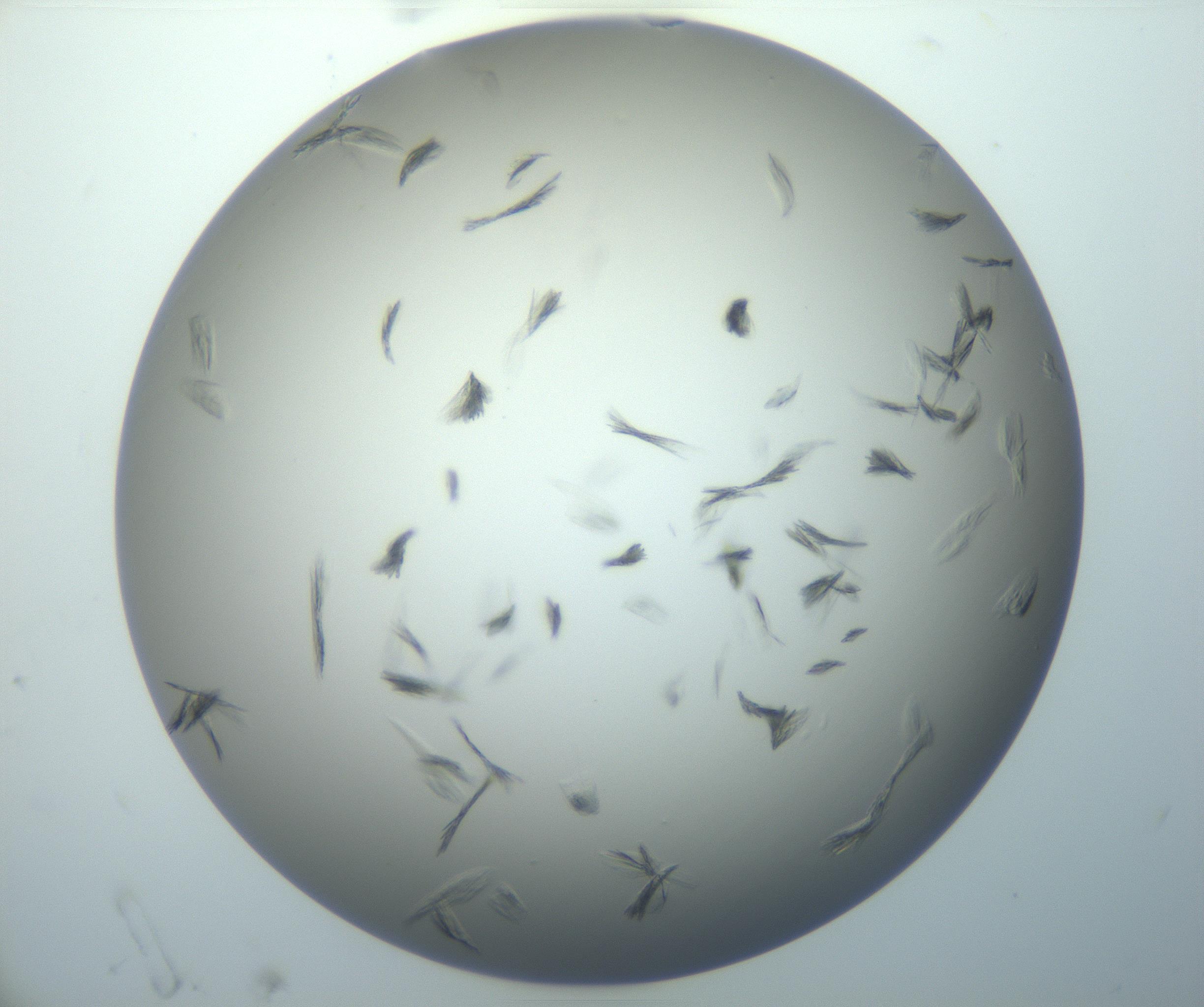 RI01_03_000_0212_Proj1_Clon1_MC_0000MC102886_007_161107_06_01_02_00_99_002_001_RAI.jpg