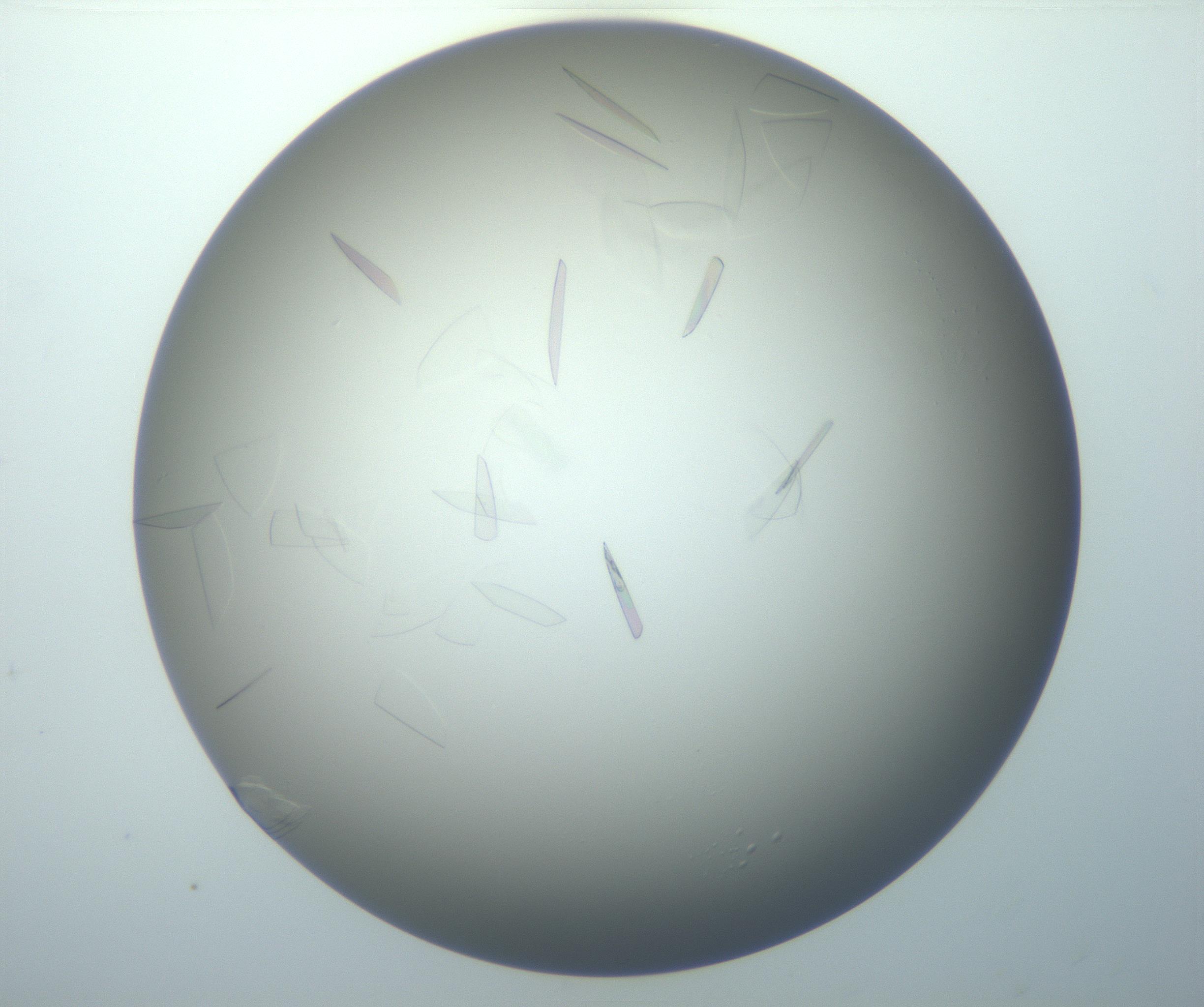 RI01_03_000_0212_Proj1_Clon1_MC_0000MC102886_007_161107_06_02_01_00_99_002_001_RAI.jpg