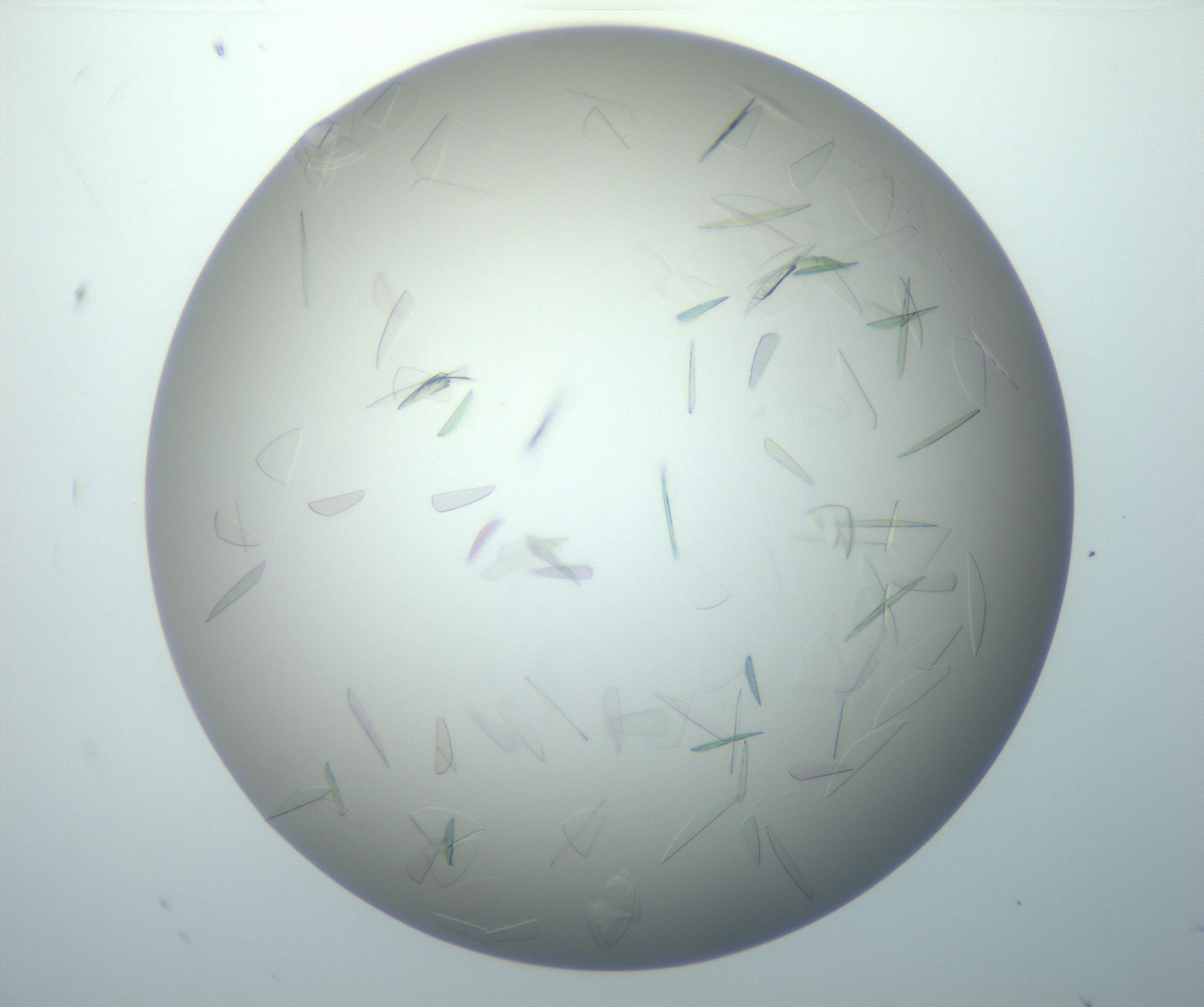 RI01_03_000_0212_Proj1_Clon1_MC_0000MC102886_007_161107_06_02_02_00_99_002_001_RAI.jpg