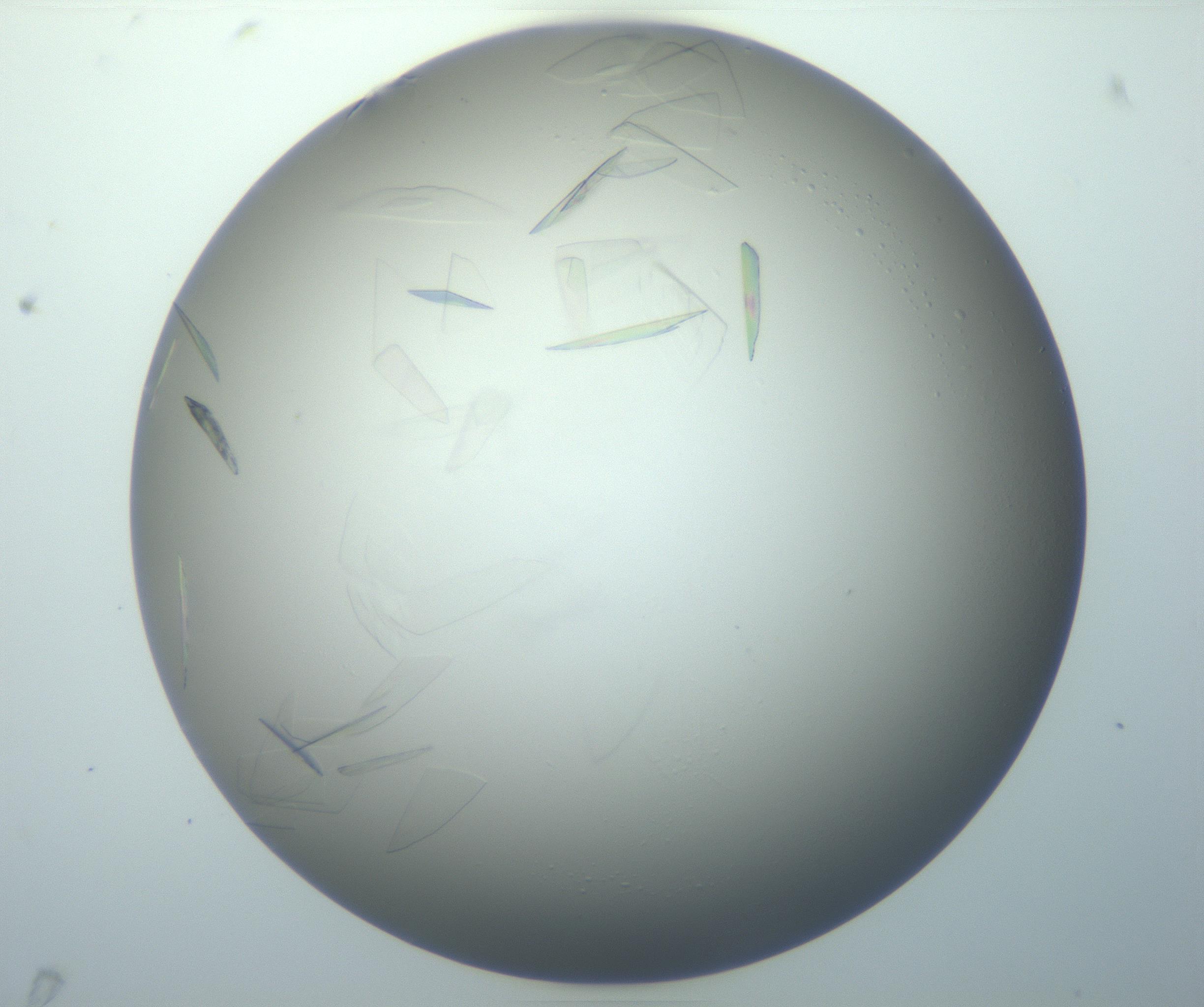 RI01_03_000_0212_Proj1_Clon1_MC_0000MC102886_007_161107_06_03_01_00_99_002_001_RAI.jpg