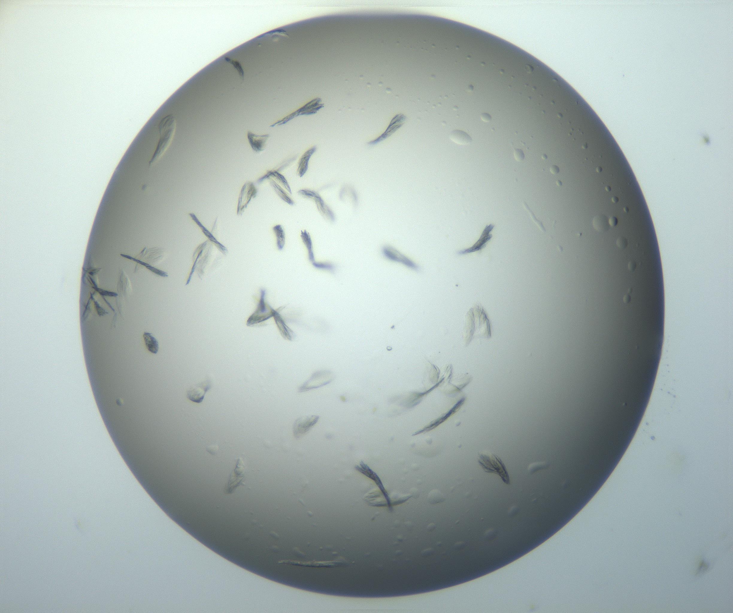 RI01_03_000_0212_Proj1_Clon1_MC_0000MC102886_007_161107_06_04_01_00_99_002_001_RAI.jpg
