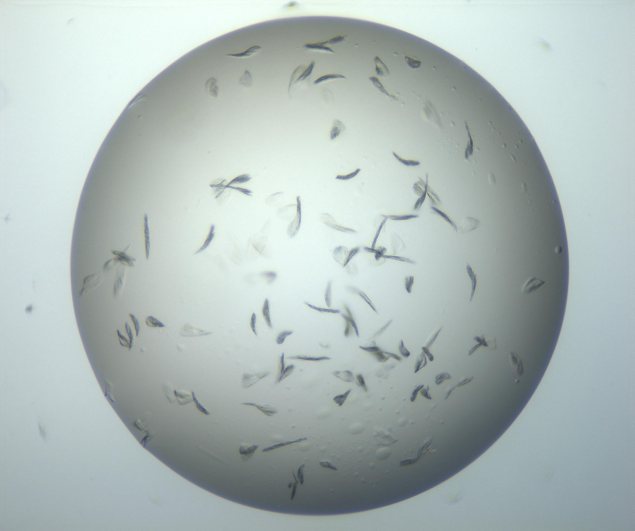 RI01_03_000_0212_Proj1_Clon1_MC_0000MC102886_007_161107_06_04_02_00_99_002_001_RAI.jpg